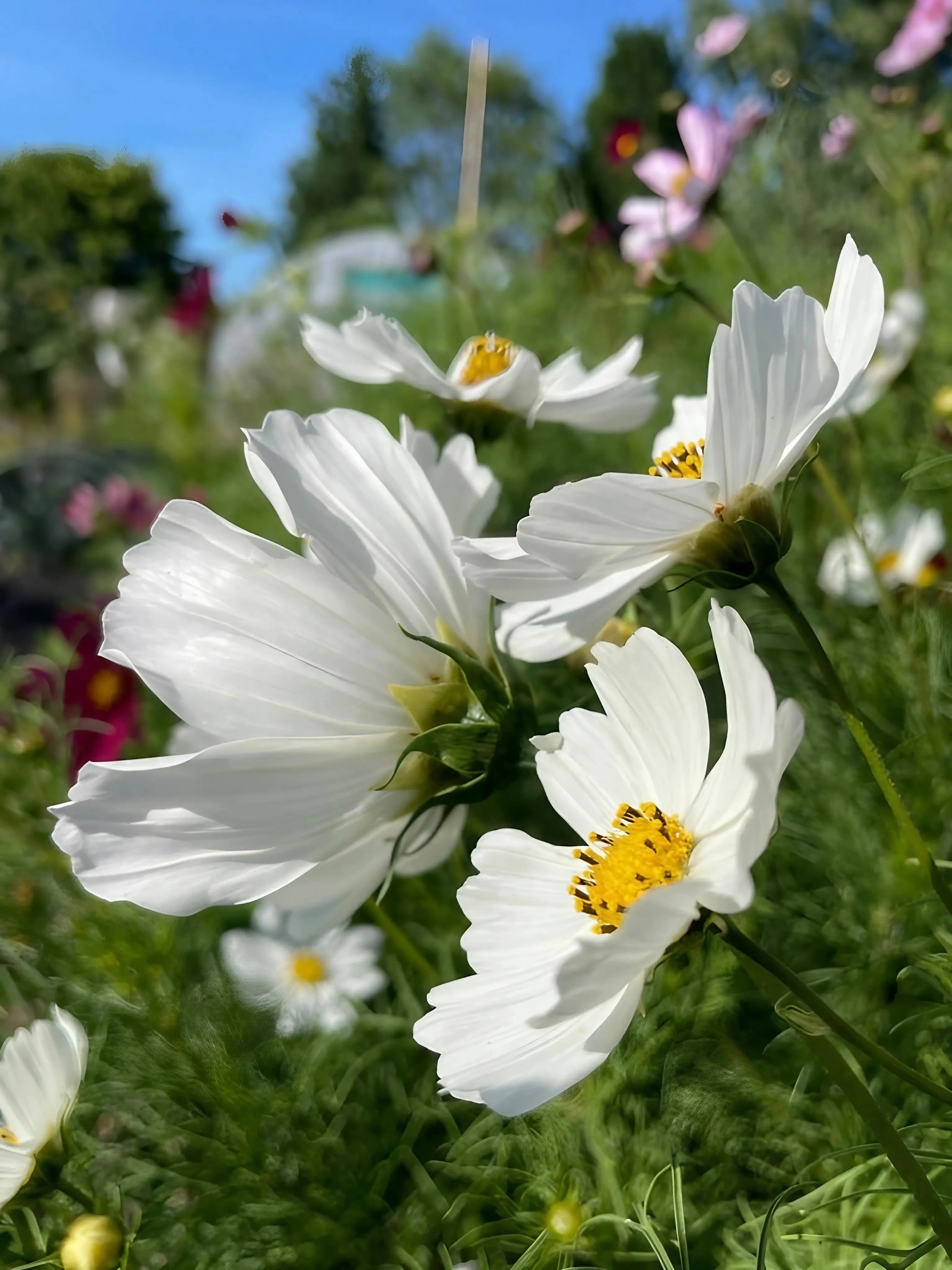 Cosmos Purity - REGN