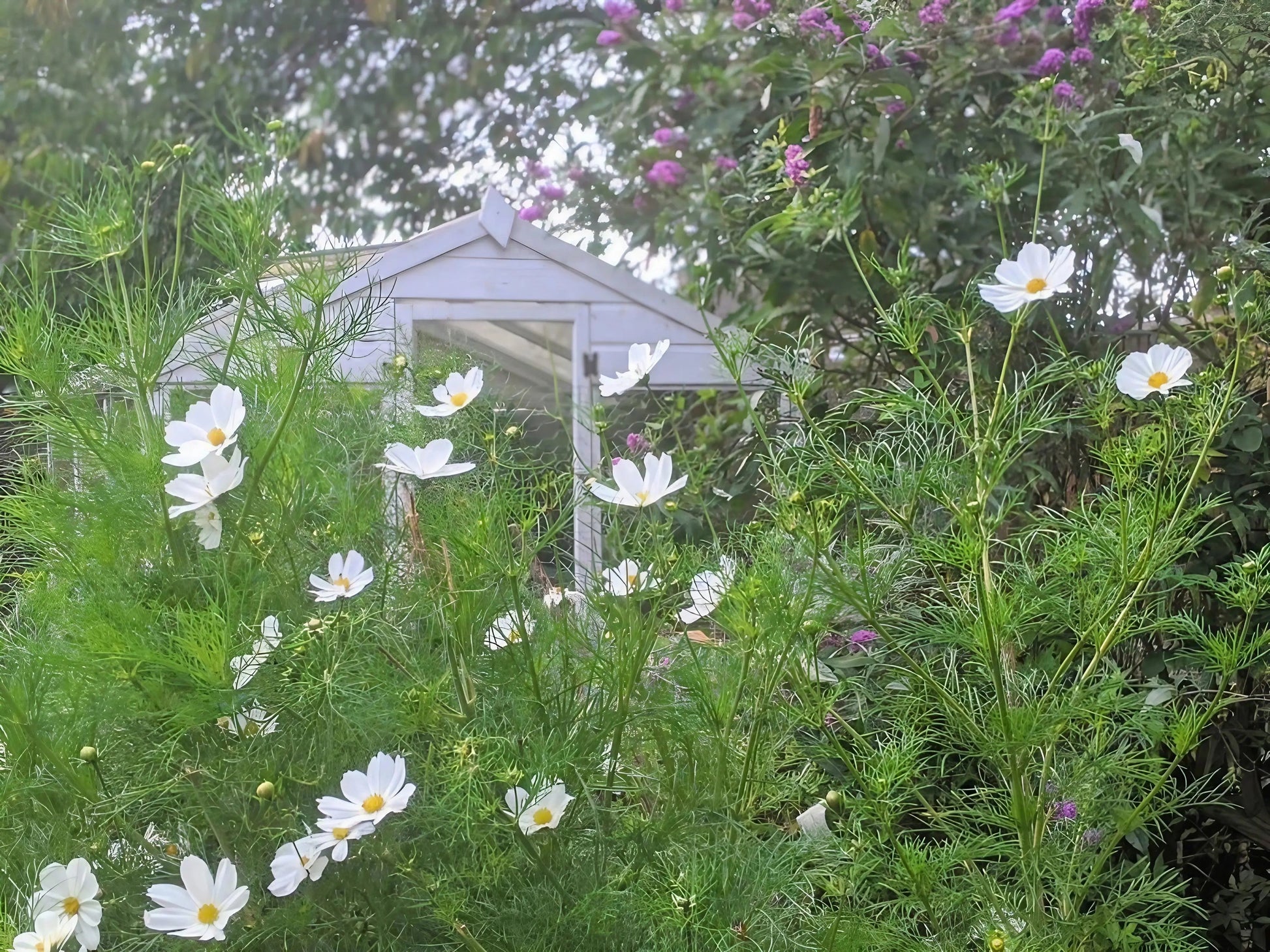 Cosmos Purity - REGN