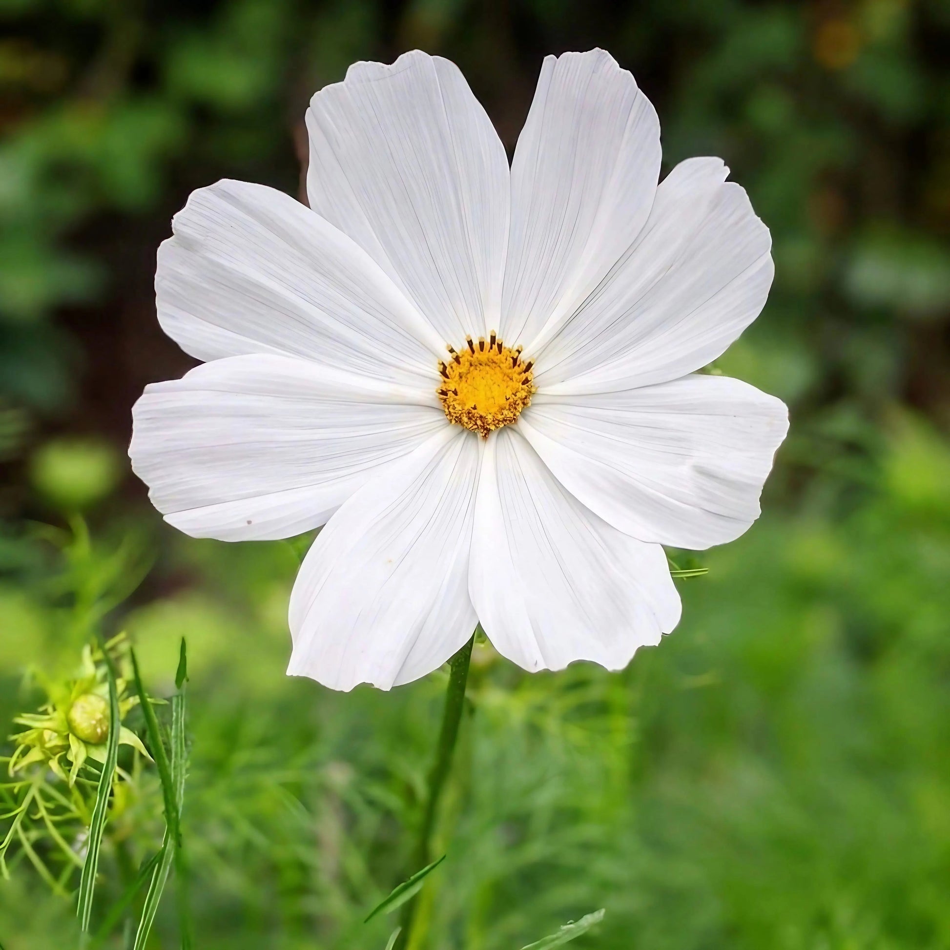 Cosmos Purity - REGN