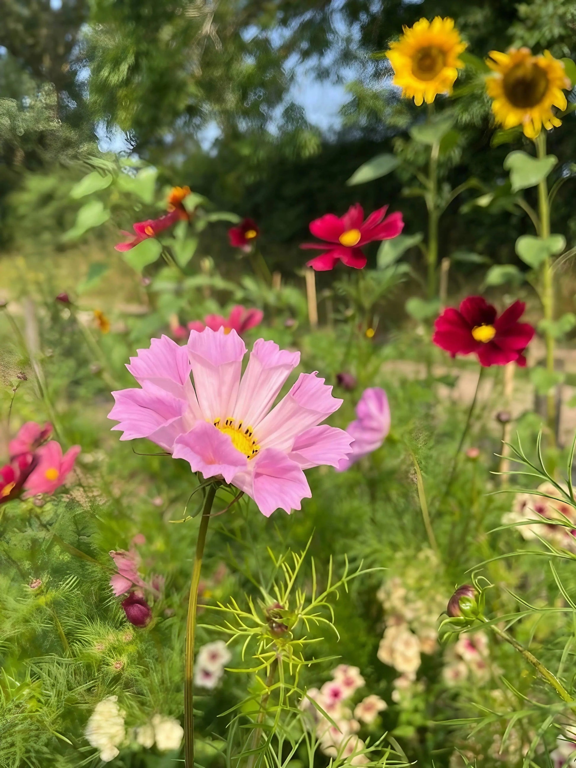 Cosmos Seashells Mixed - REGN