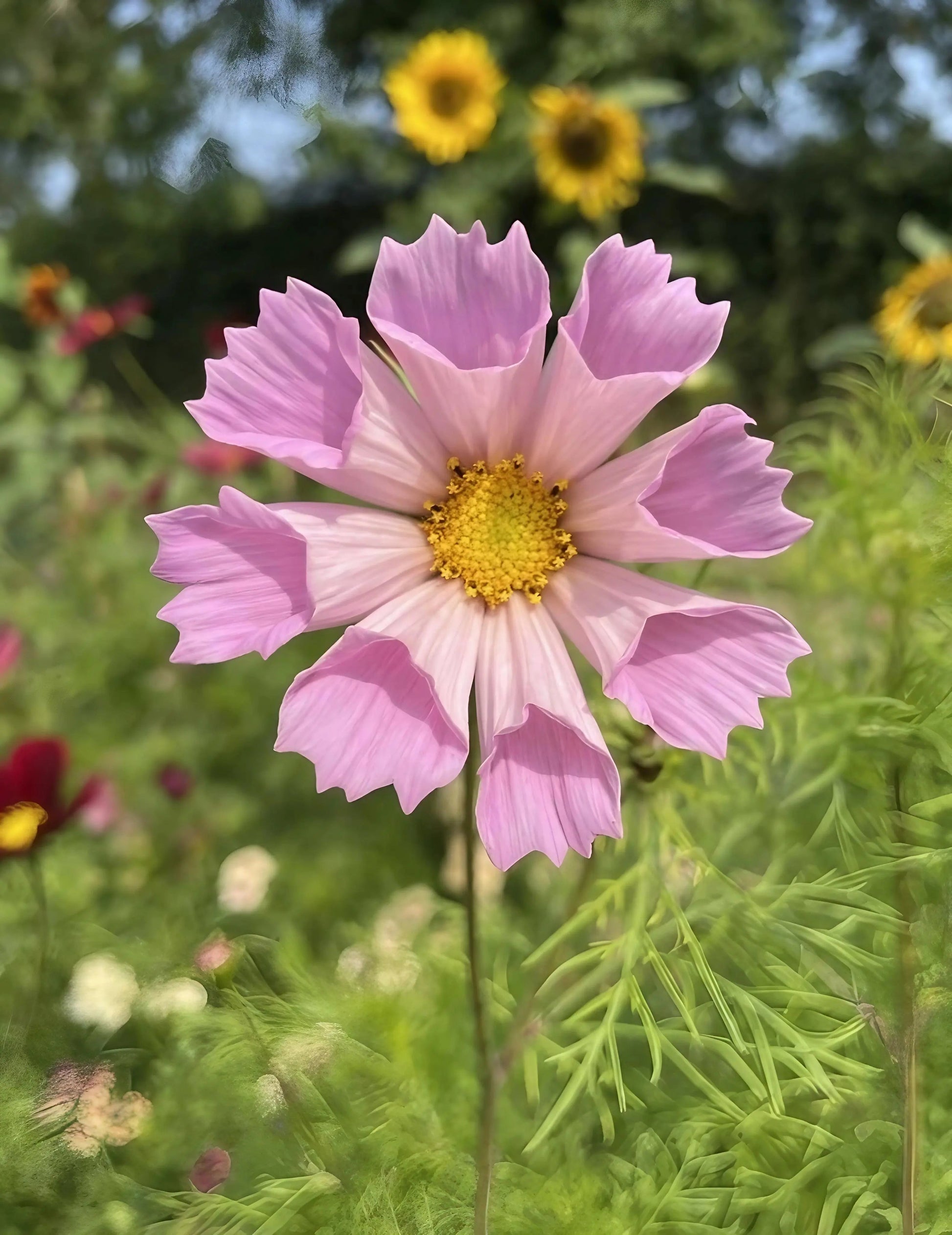 Cosmos Seashells Mixed - REGN