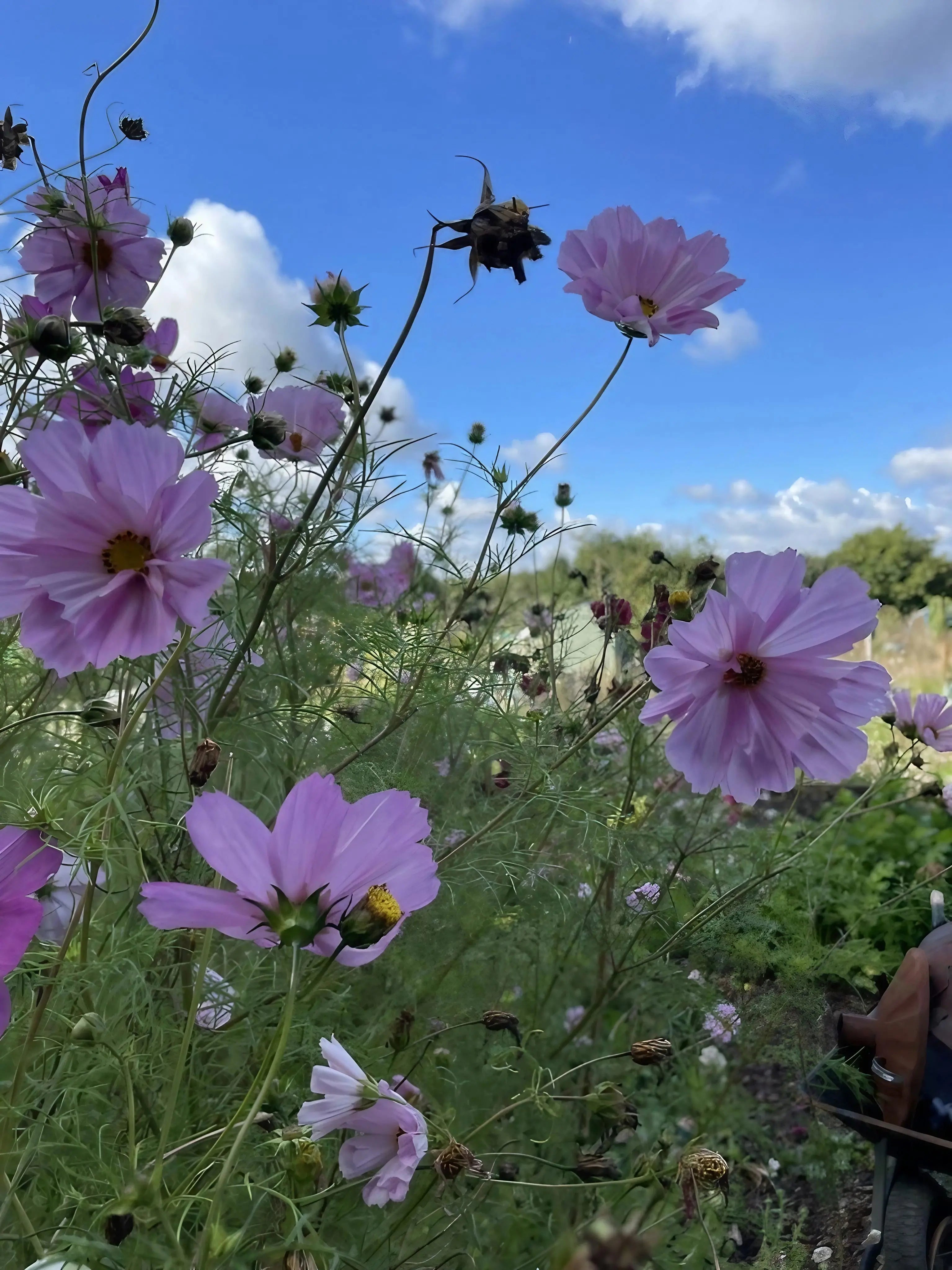 Cosmos Seashells Mixed - REGN