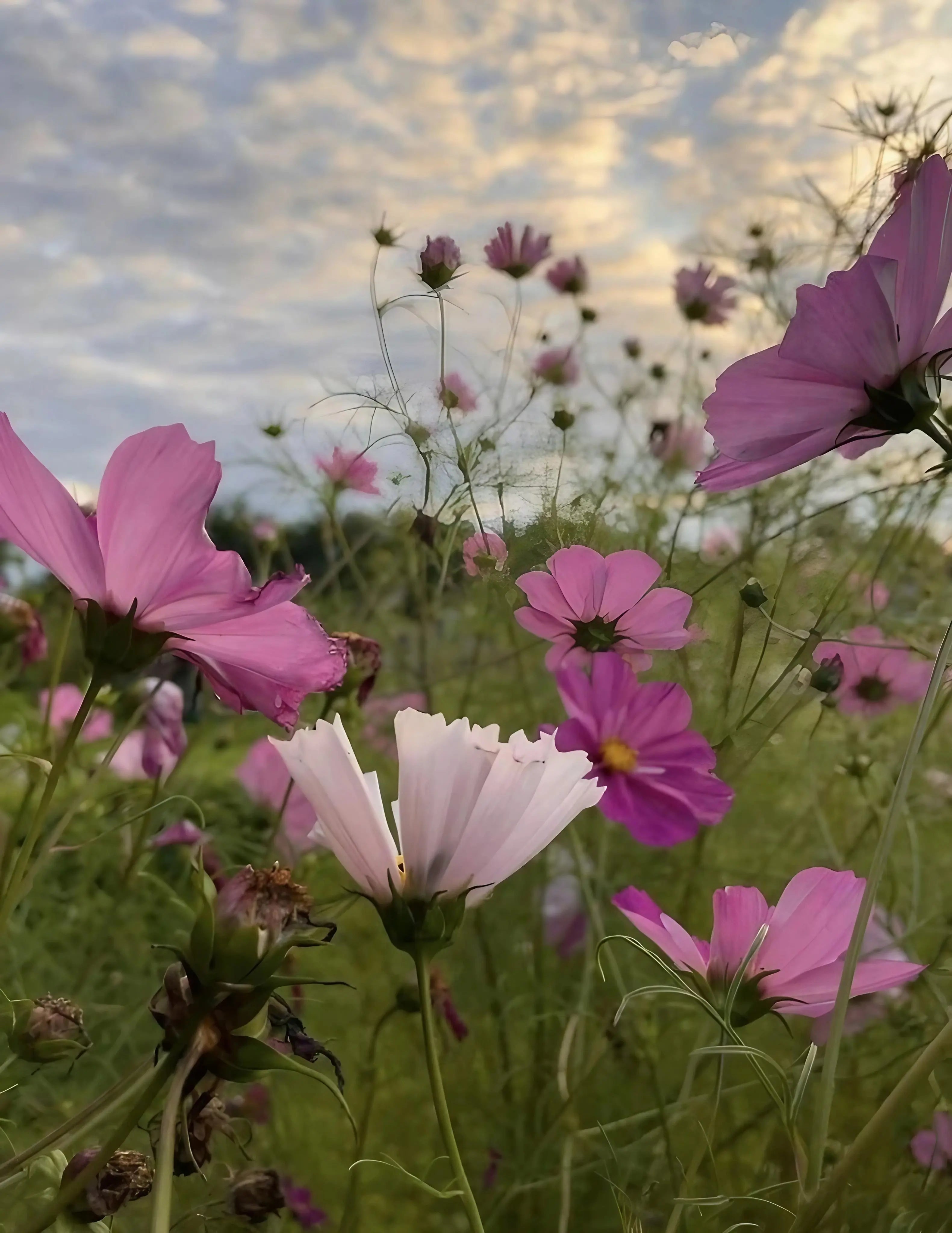 Cosmos Seashells Mixed - REGN