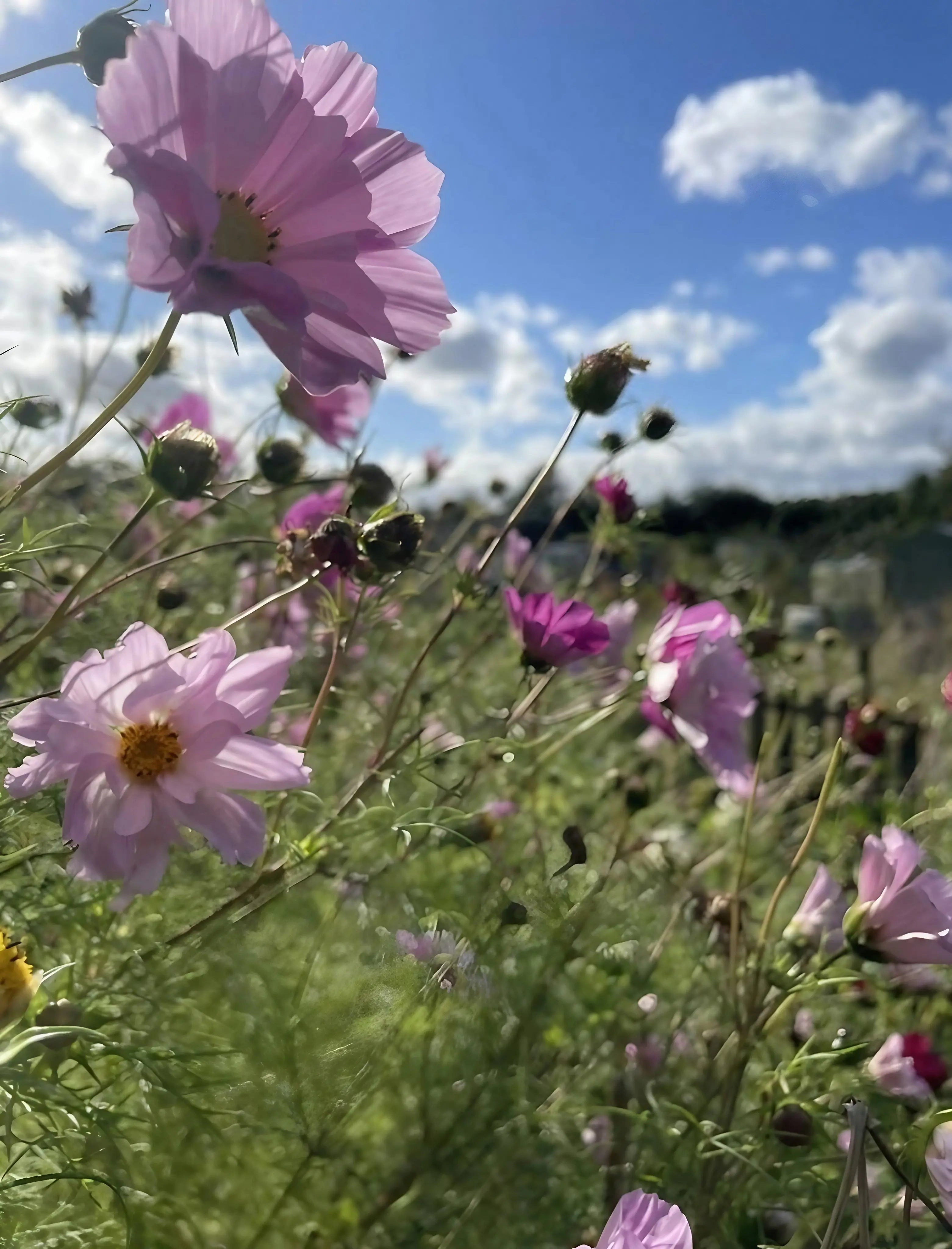 Cosmos Seashells Mixed - REGN