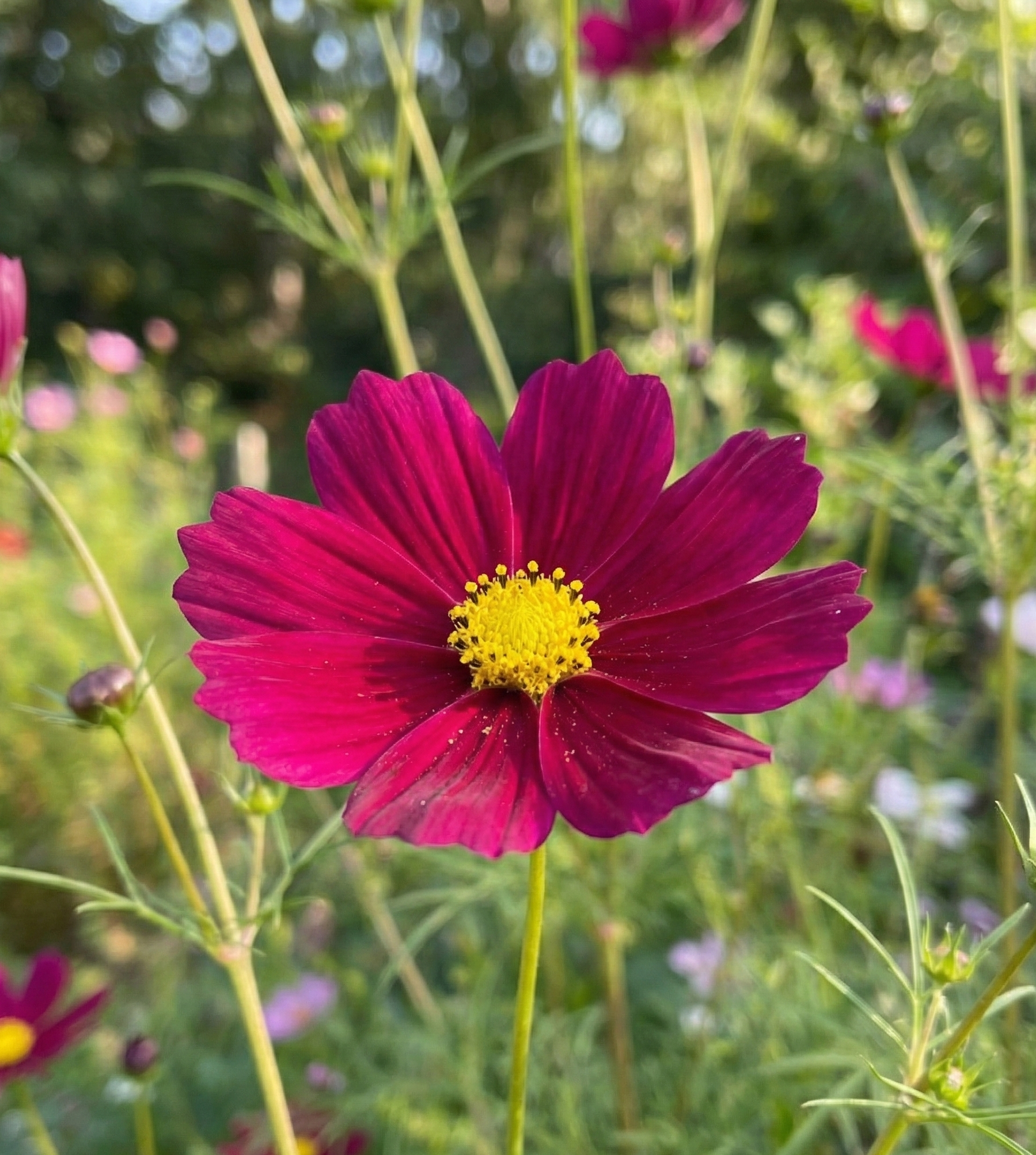 Cosmos Sensation Dazzler - REGN