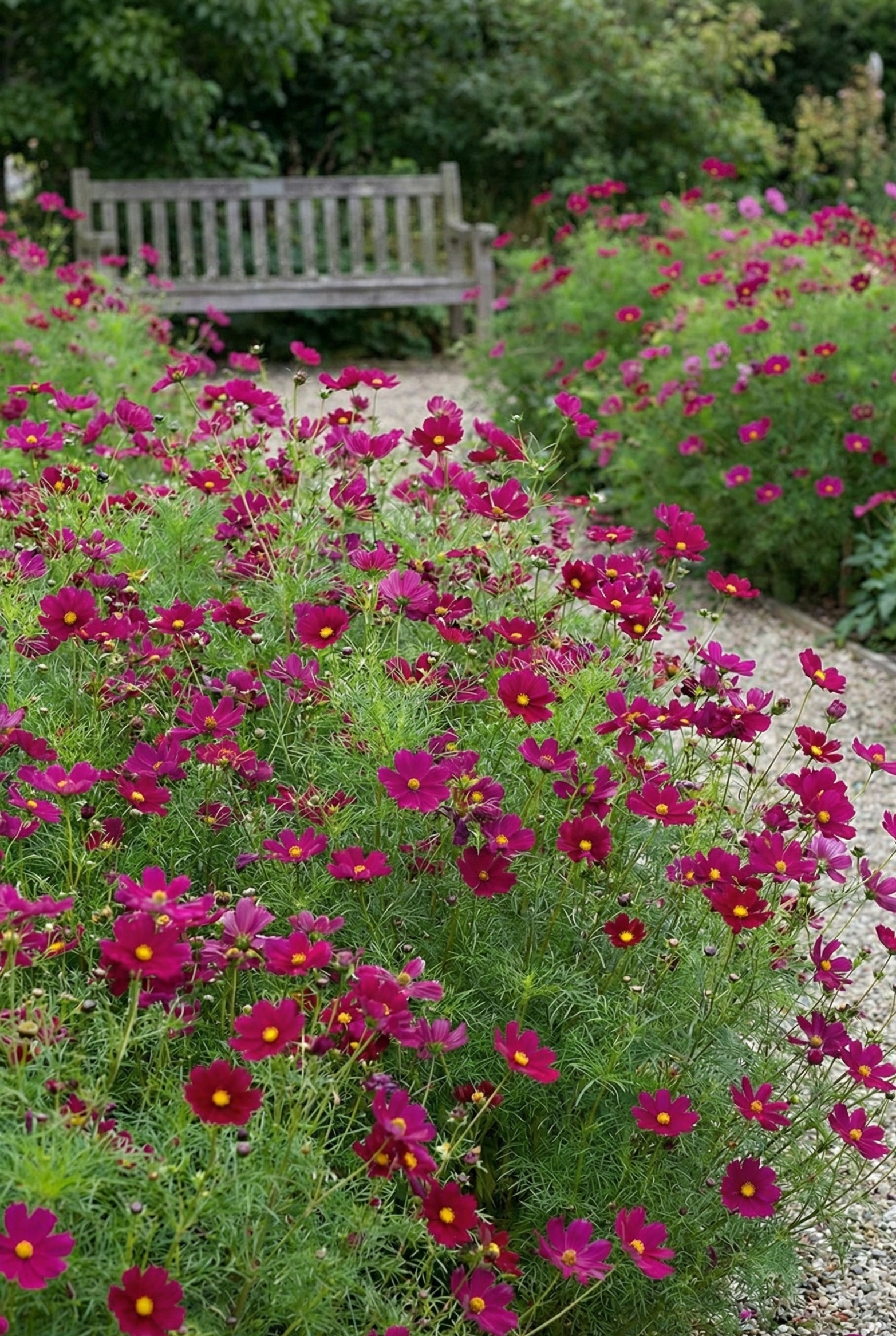 Cosmos Sensation Dazzler - REGN