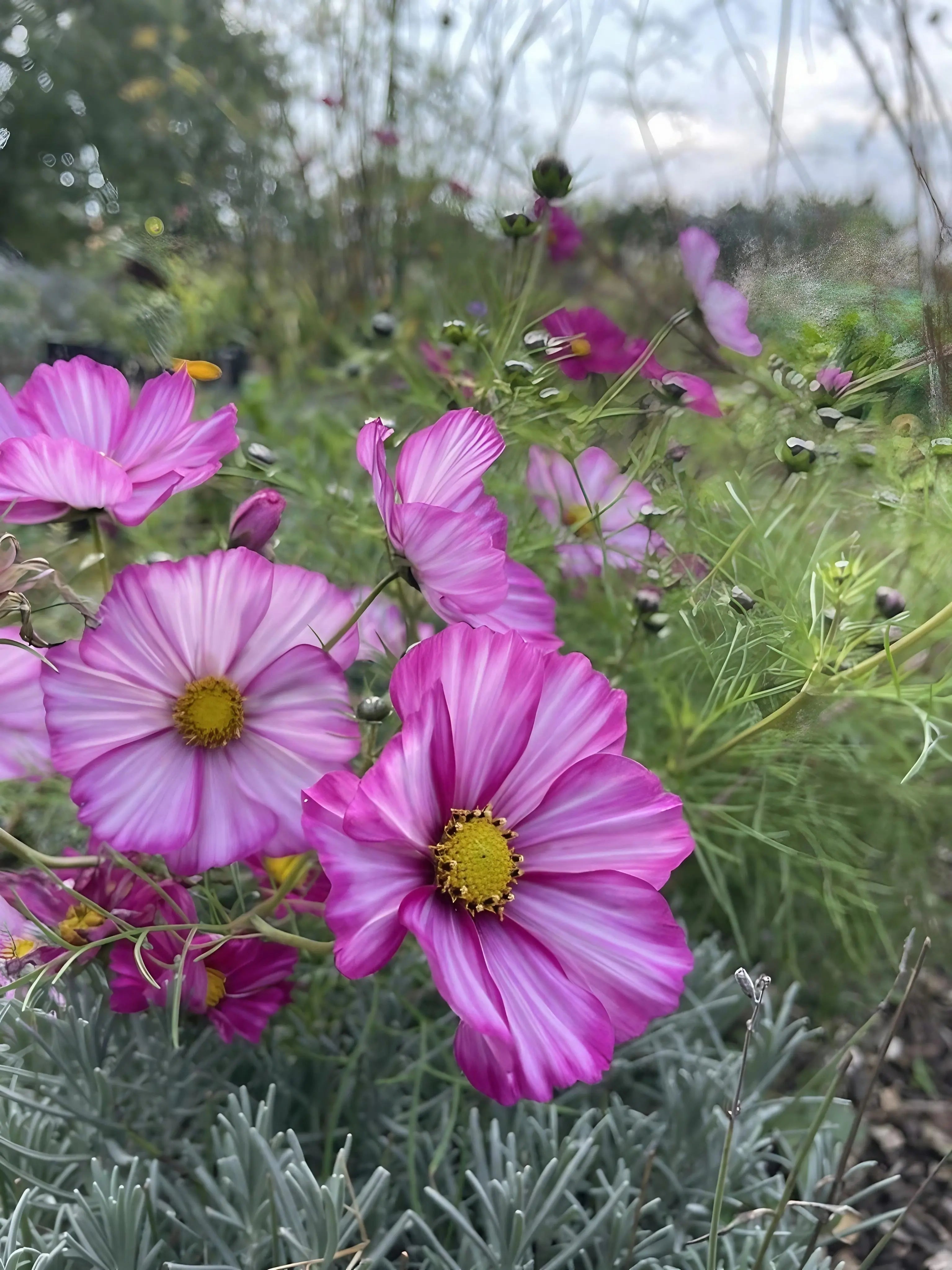 Cosmos Sensation Mixed - REGN