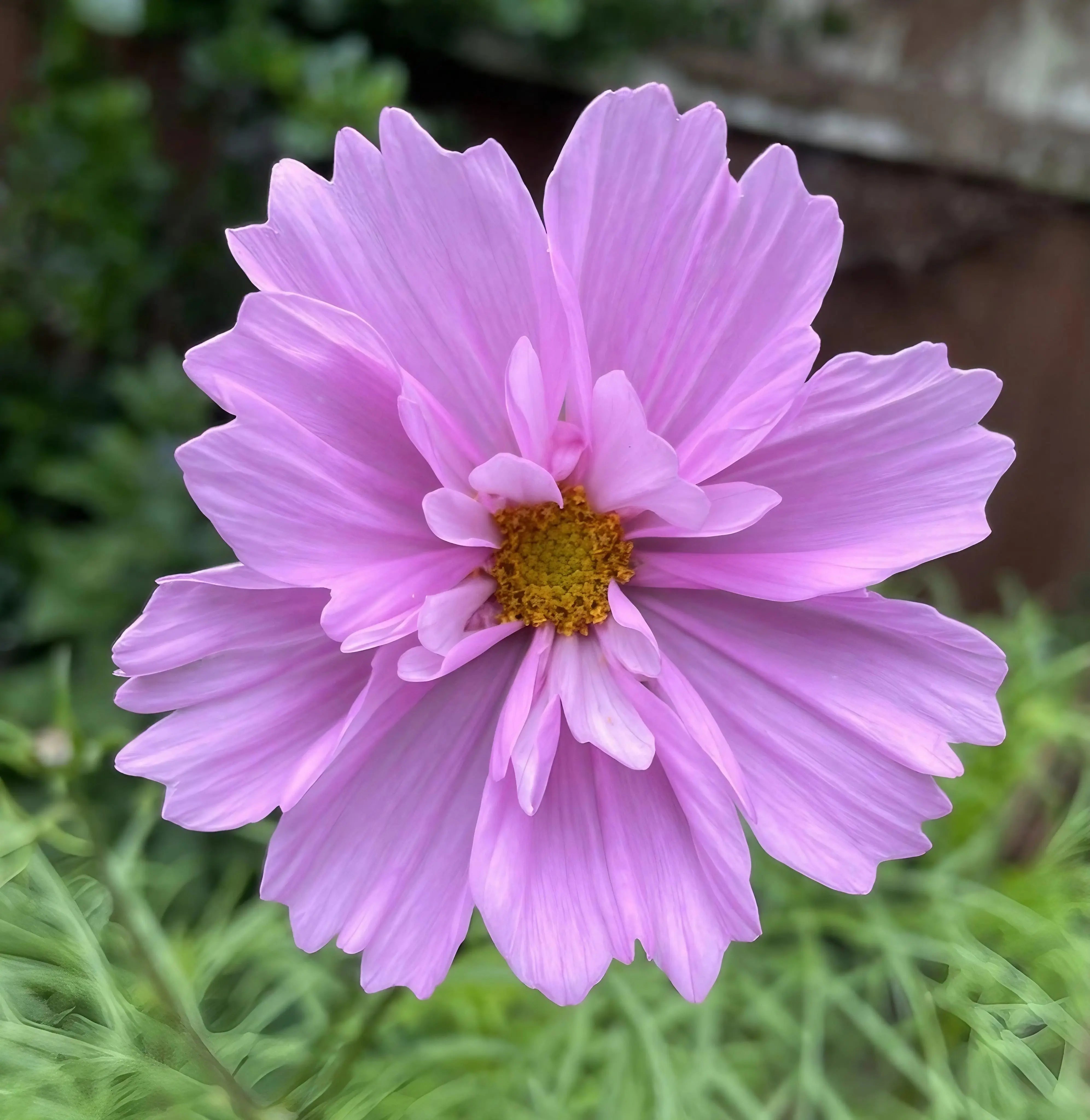 Cosmos Sensation Mixed - REGN