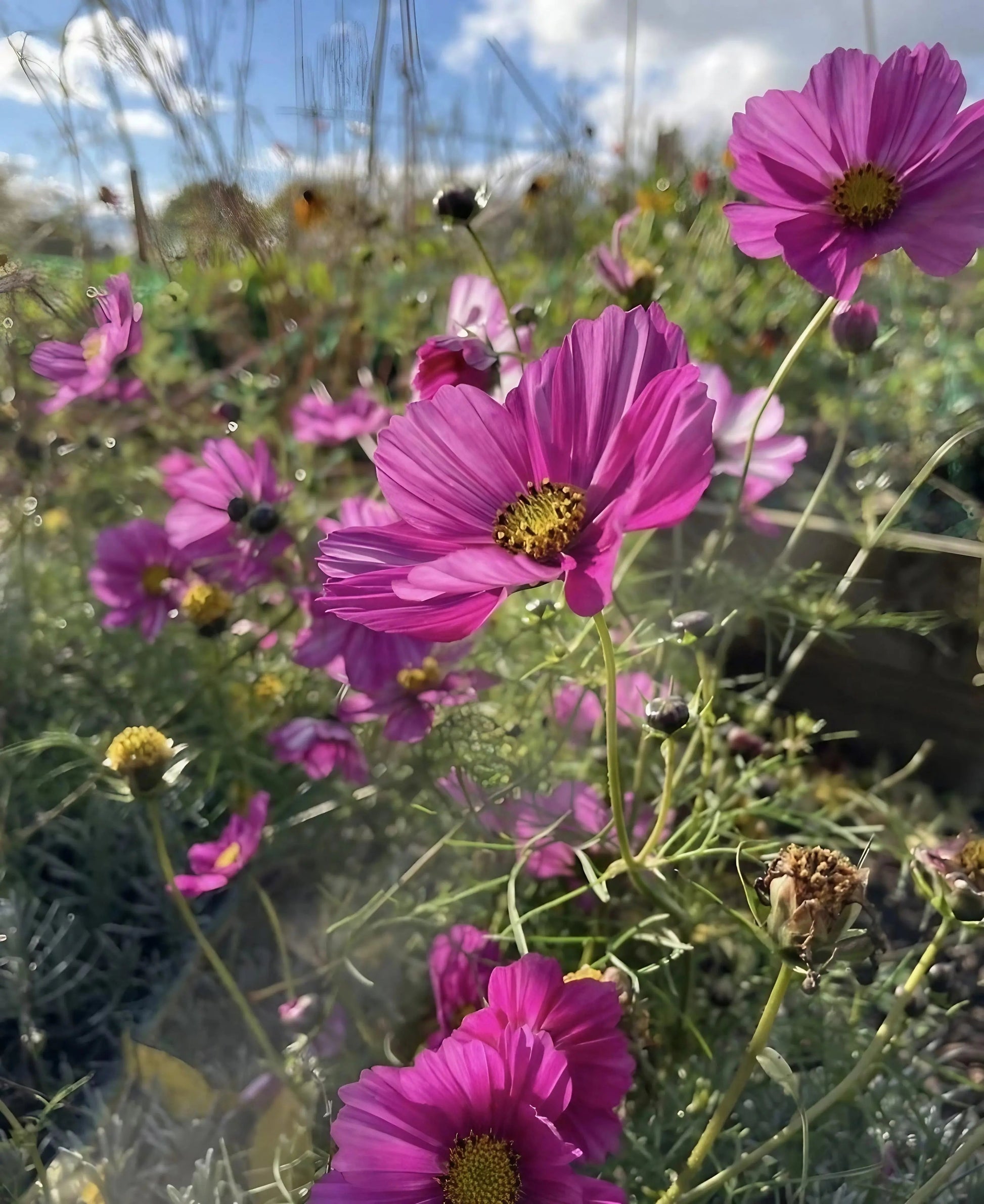 Cosmos Sensation Mixed - REGN