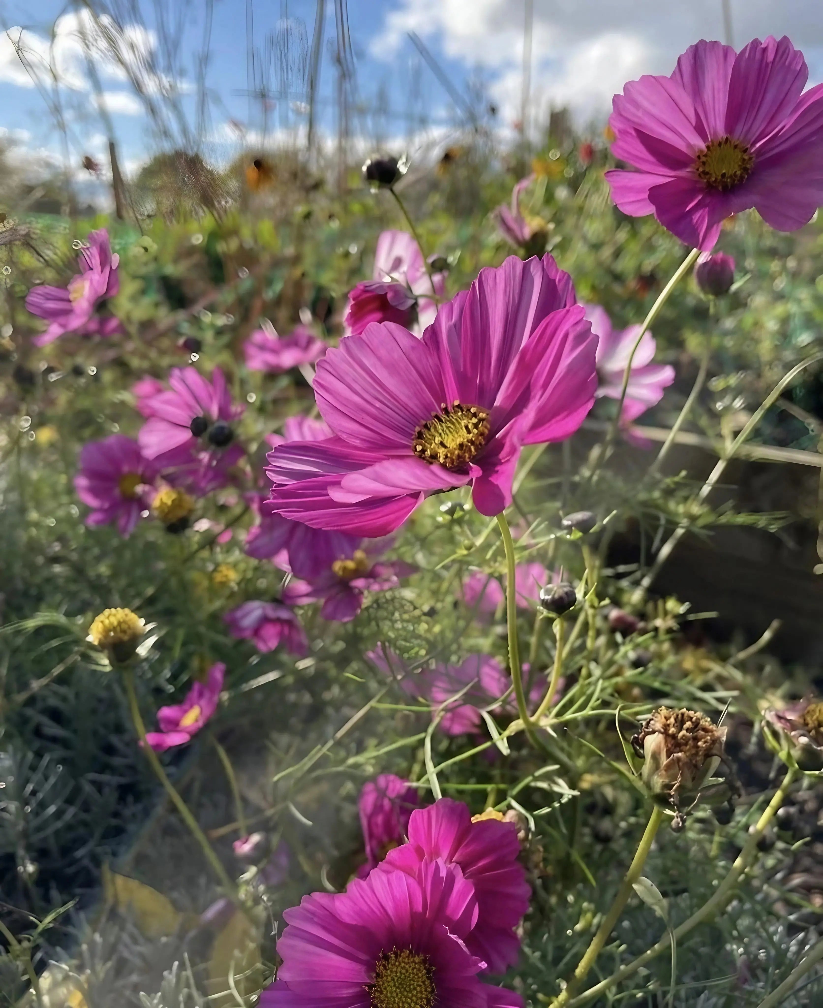 Cosmos Sensation Mixed - REGN