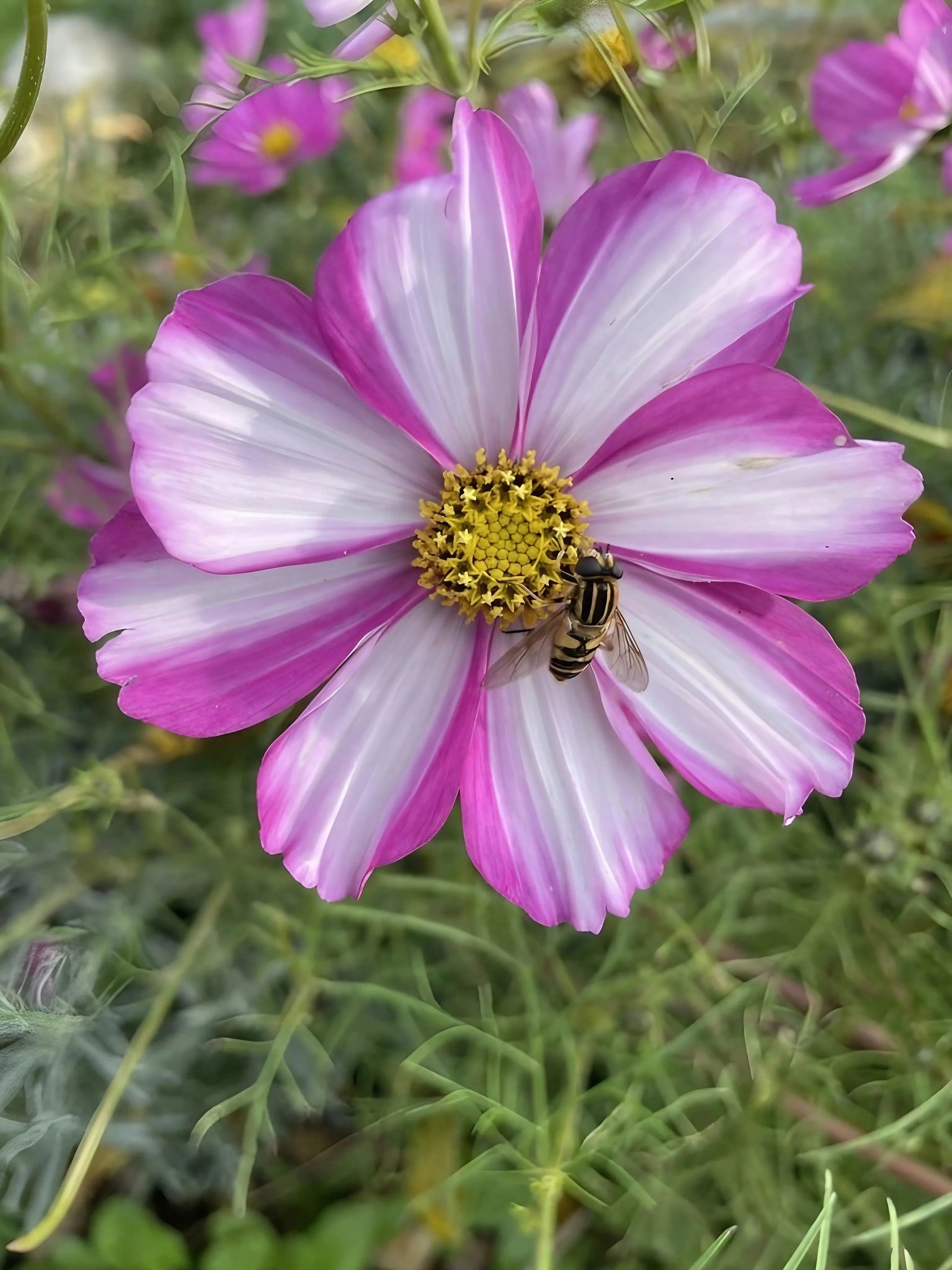 Cosmos Sensation Mixed - REGN