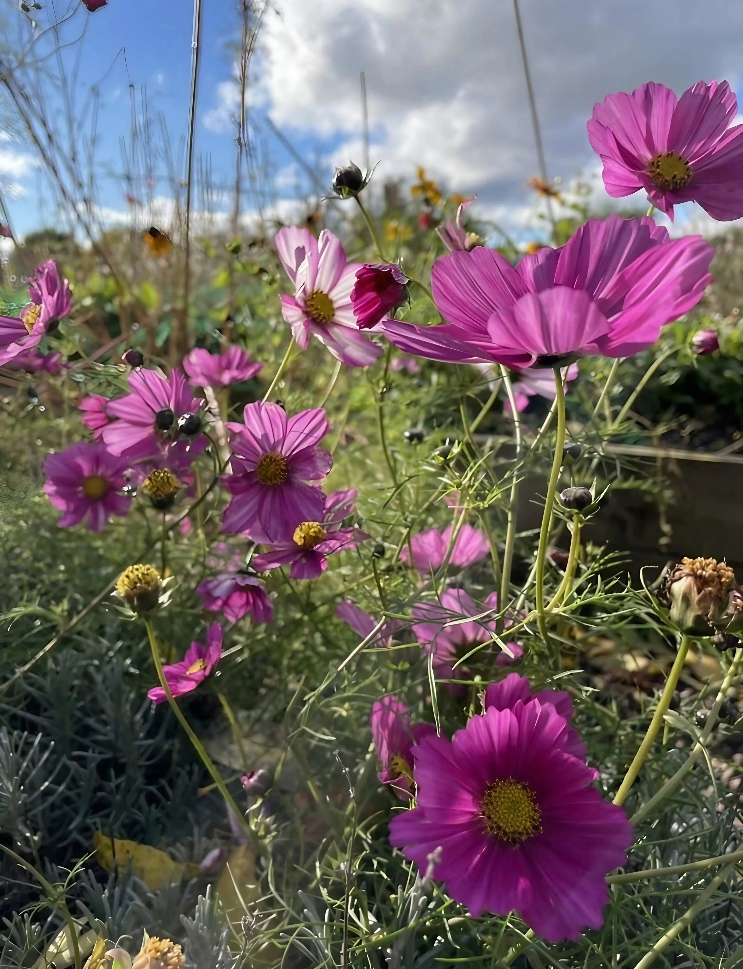 Cosmos Sensation Mixed - REGN