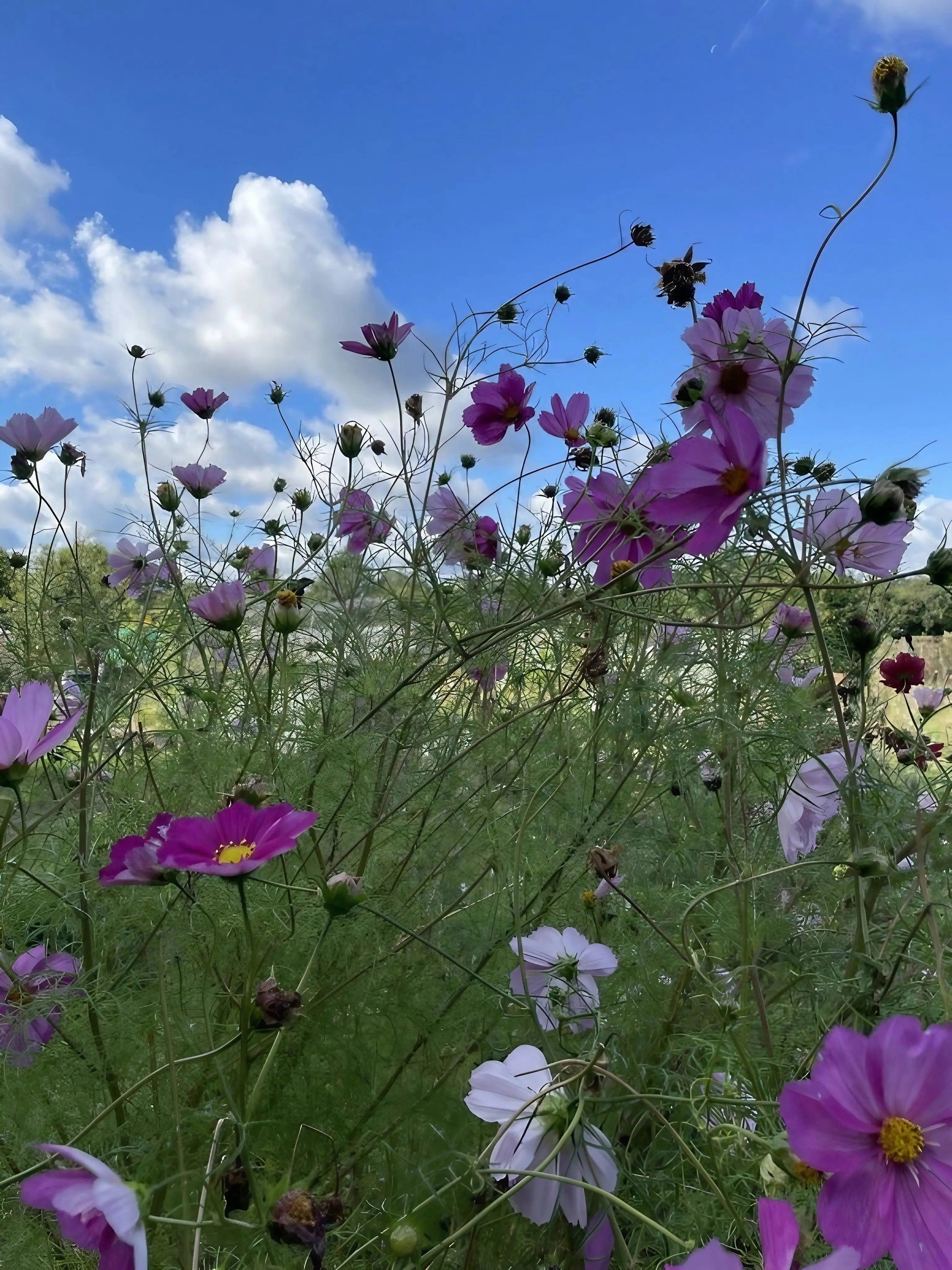 Cosmos Sensation Mixed - REGN