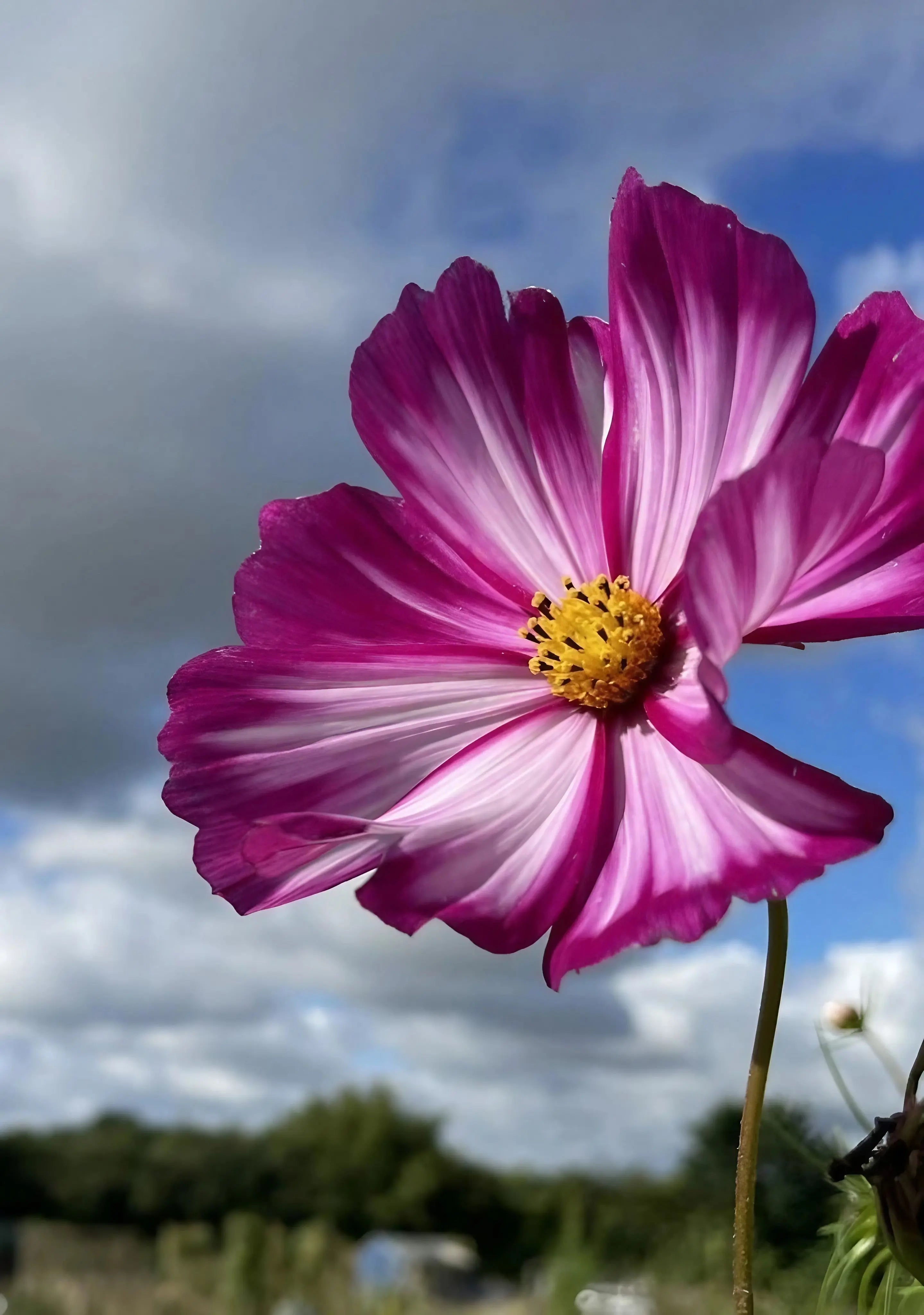 Cosmos Sensation Mixed - REGN