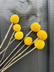 Craspedia Dried - REGN