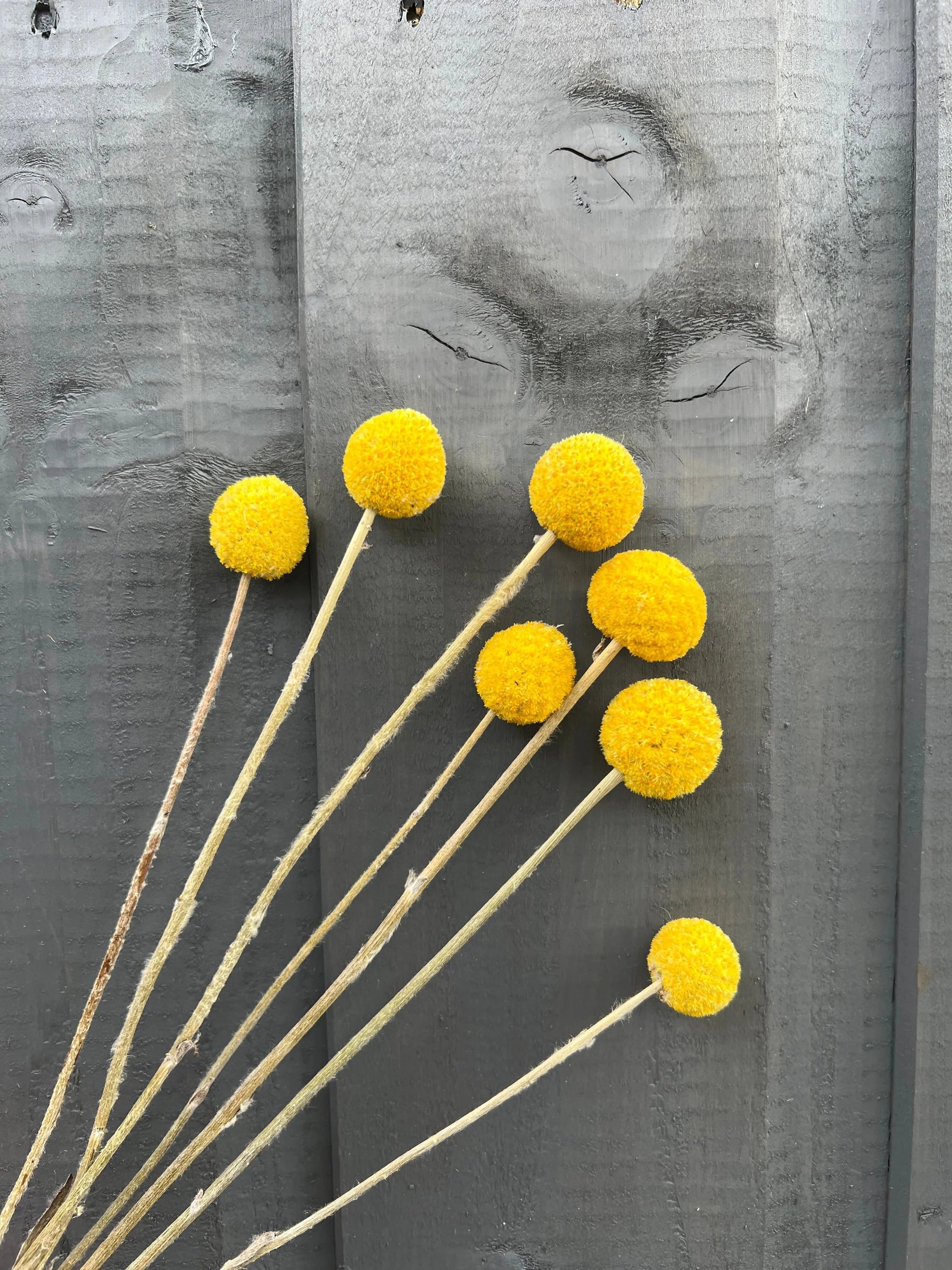 Craspedia Dried - REGN