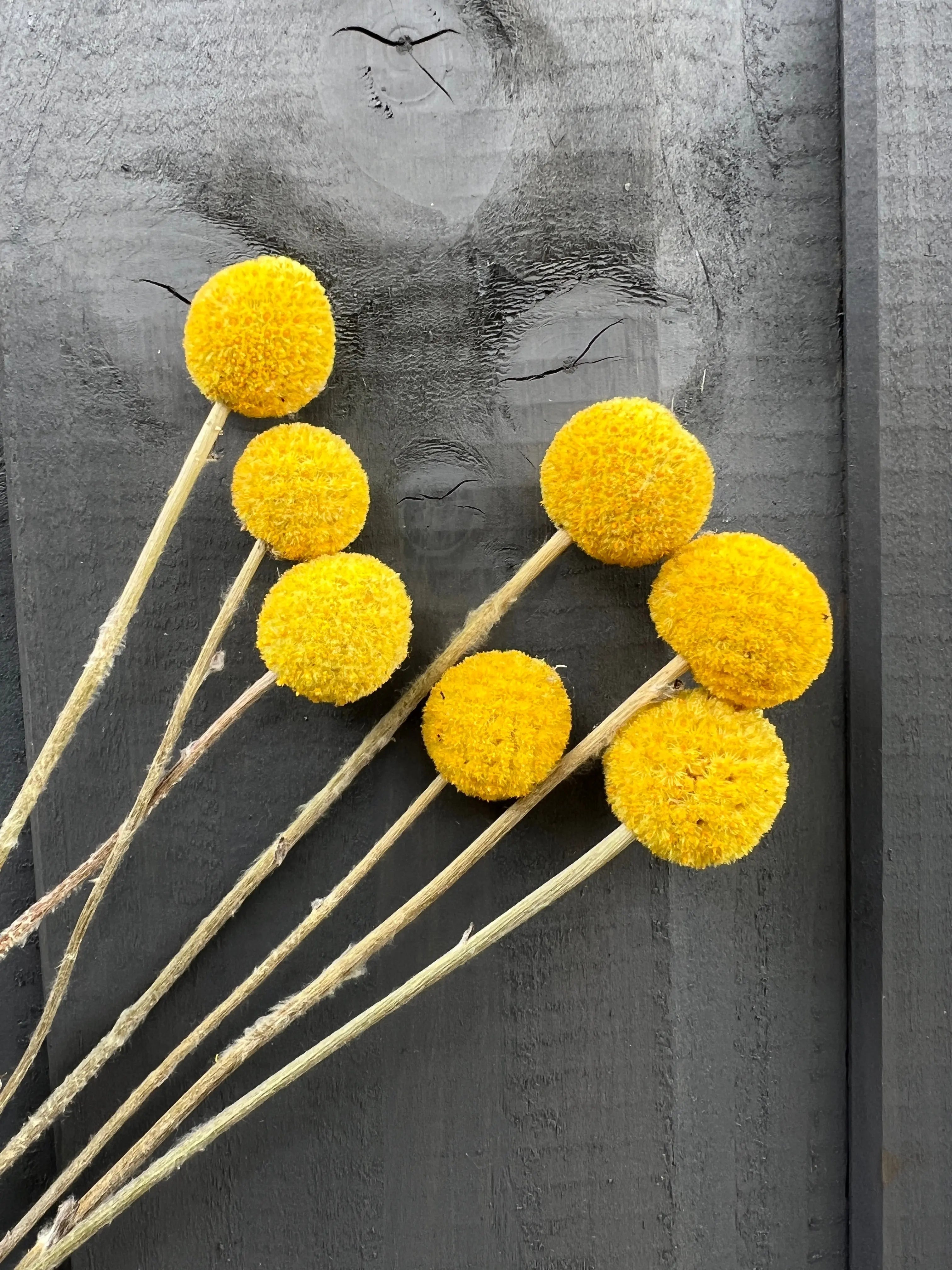 Craspedia Drumstick - REGN