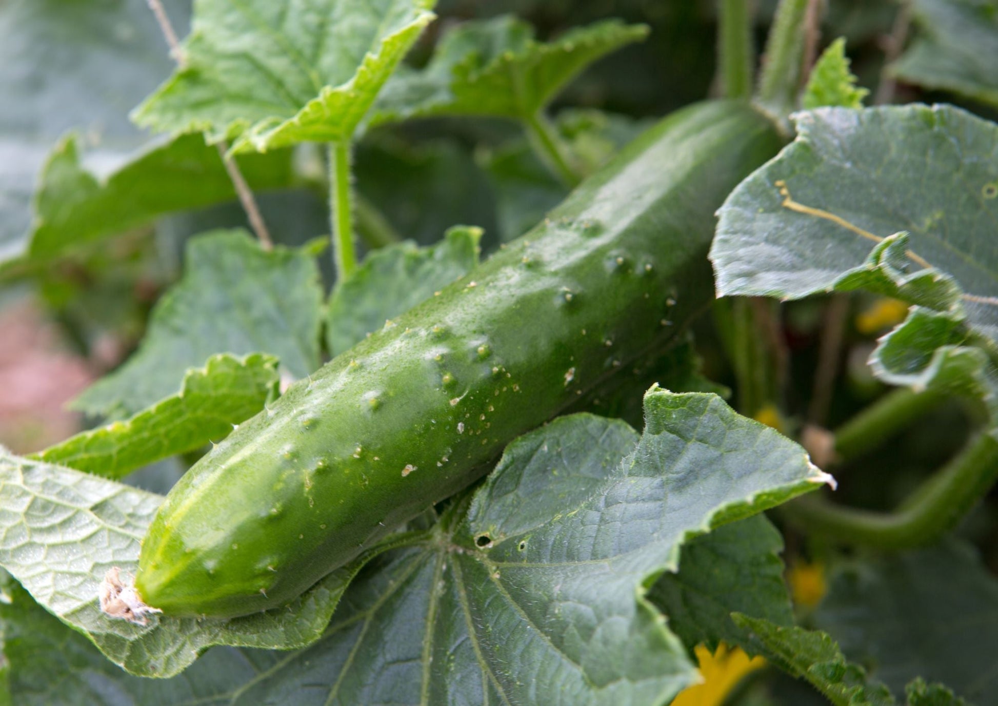 Cucumber Marketmore 76 - REGN