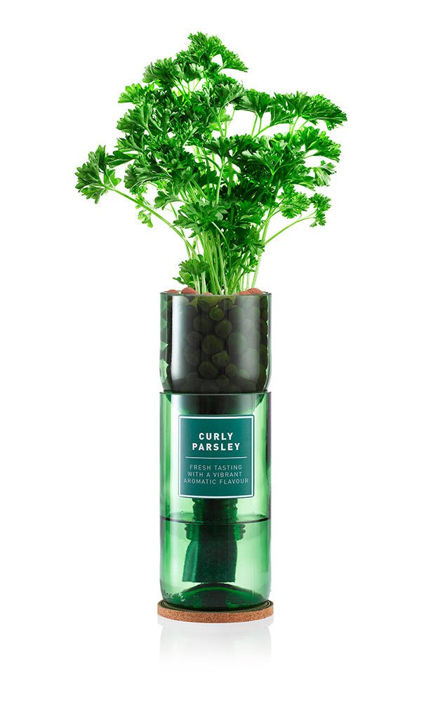 Curly Parsley - REGN