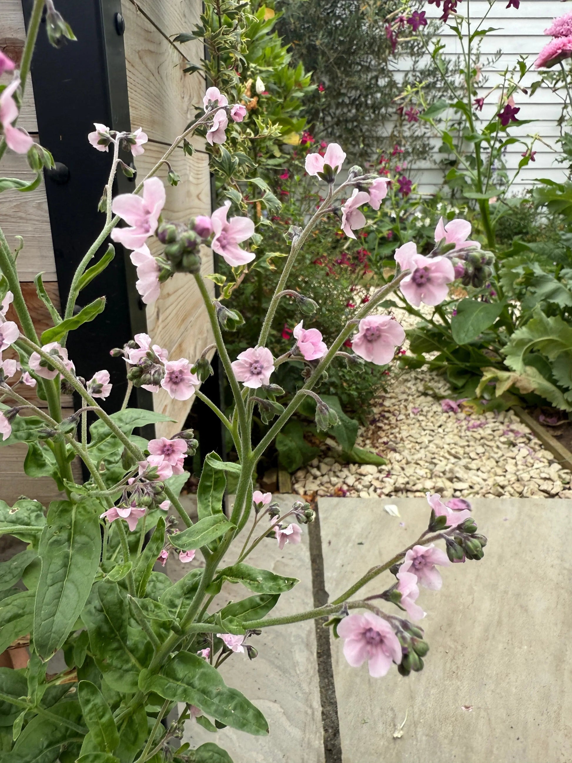 Cynoglossum Mystery Rose - REGN
