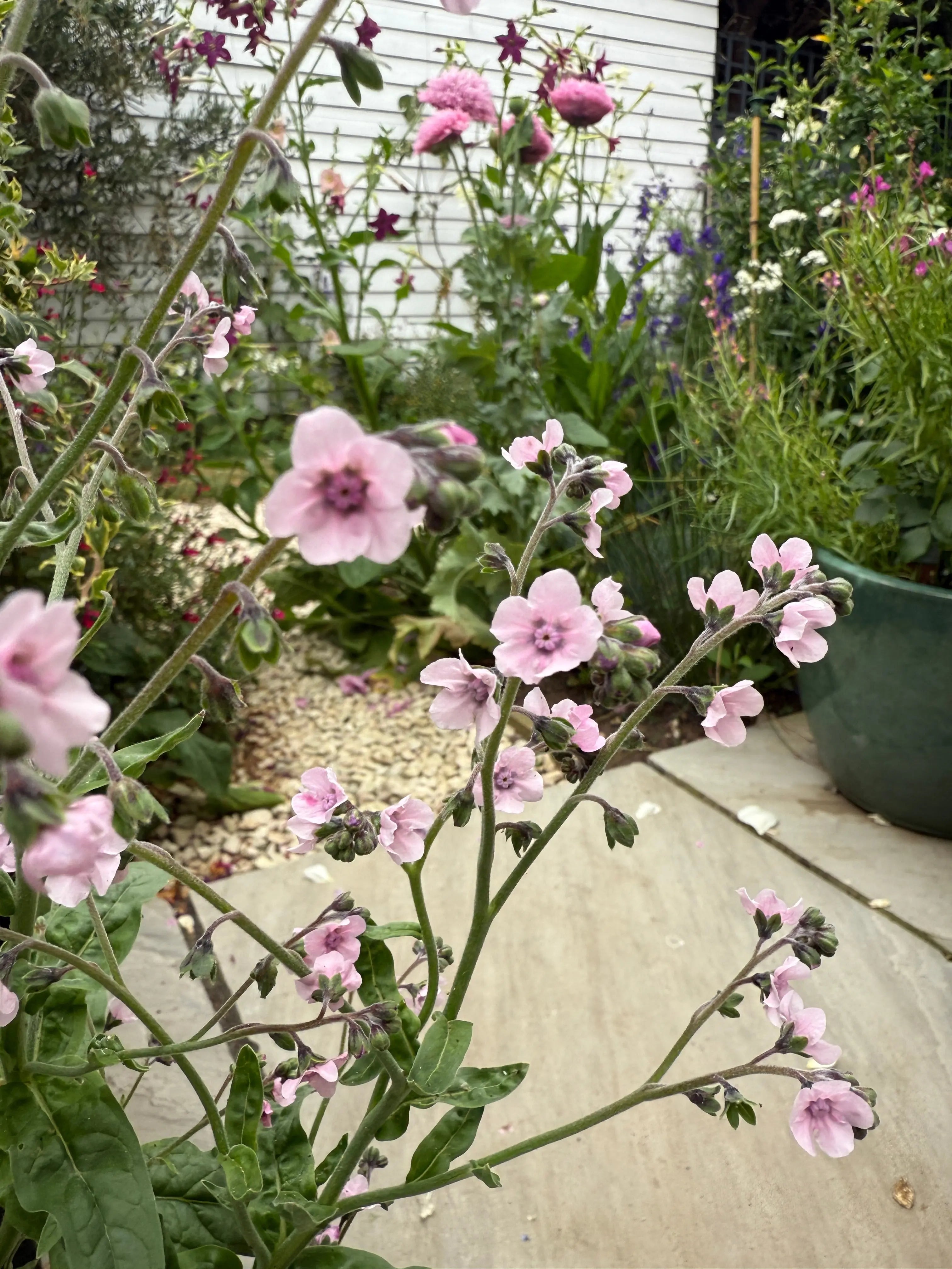 Cynoglossum Mystery Rose - REGN