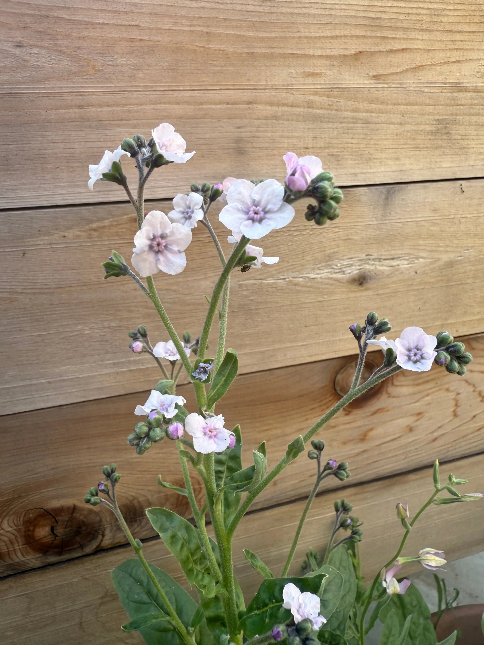 Cynoglossum Mystery Rose - REGN