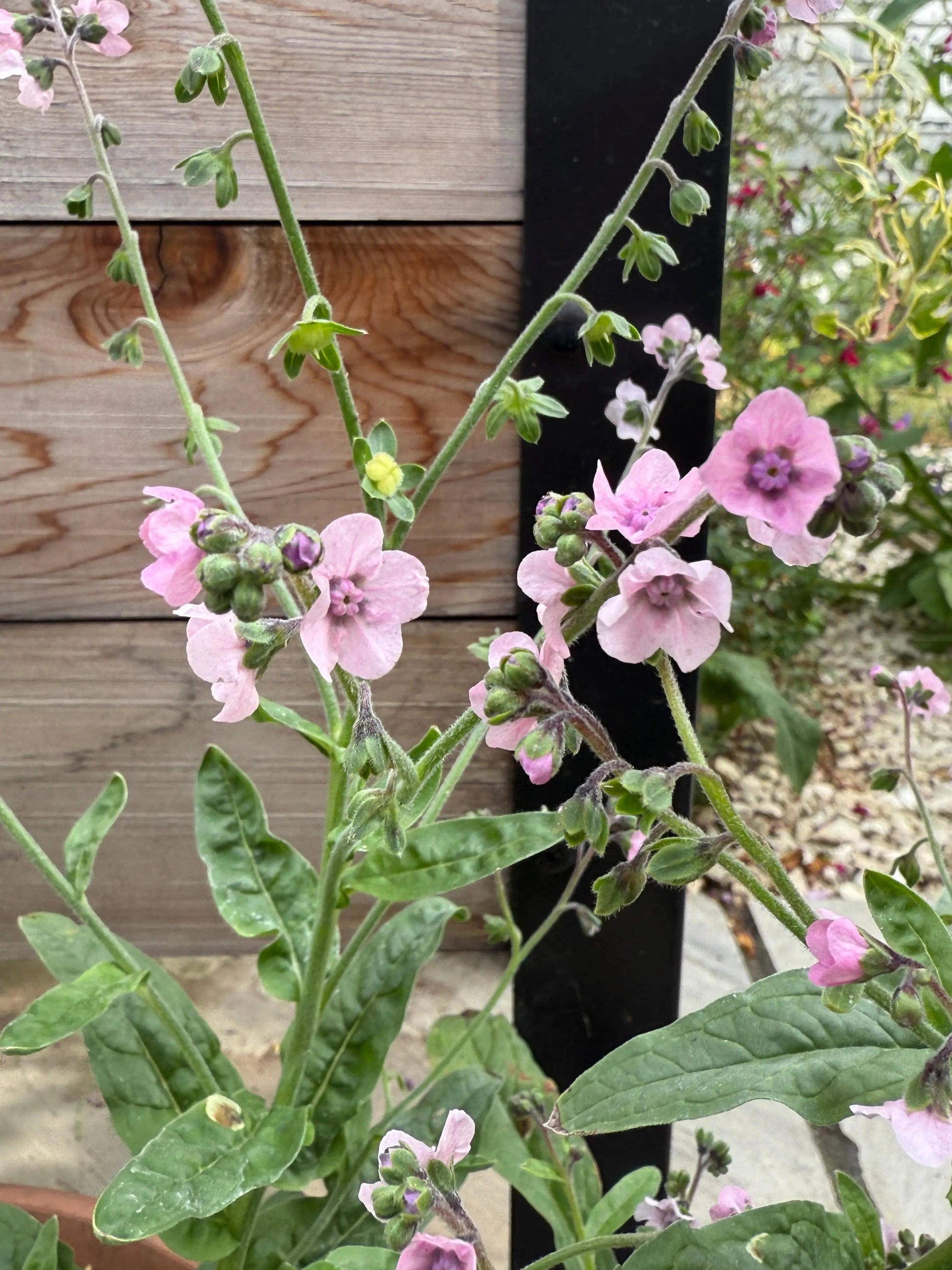 Cynoglossum Mystery Rose - REGN