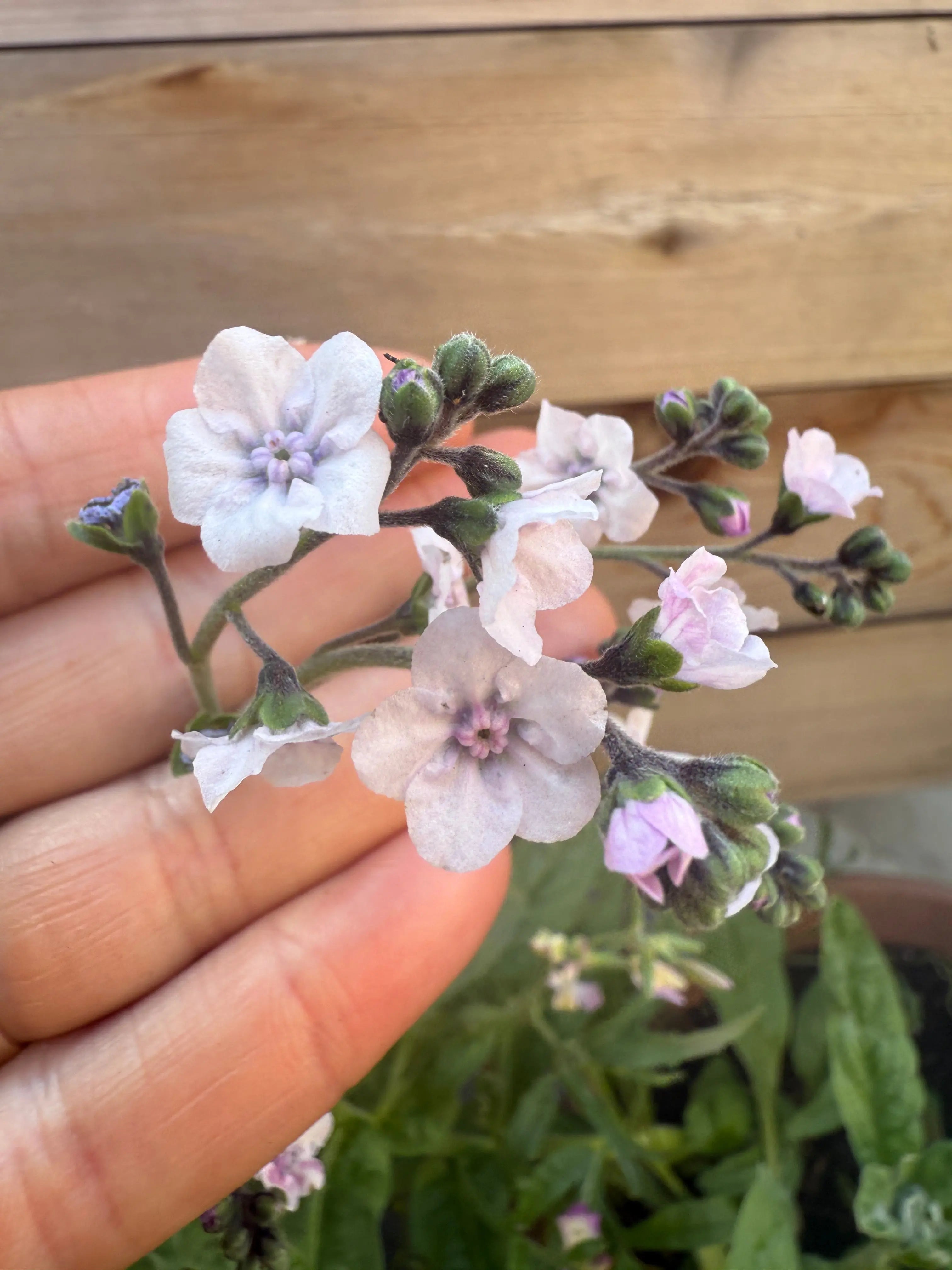 Cynoglossum Mystery Rose - REGN