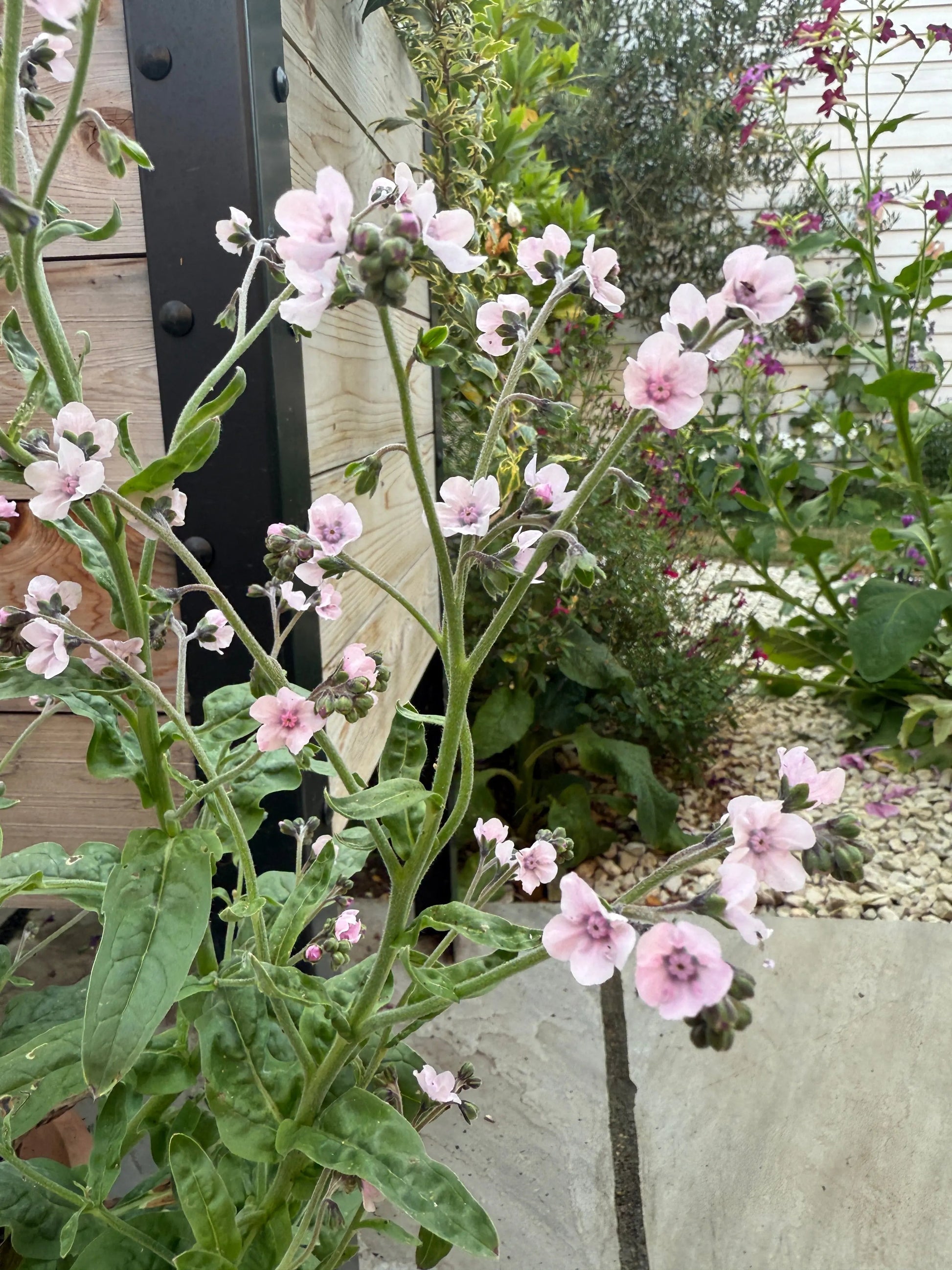Cynoglossum Mystery Rose - REGN
