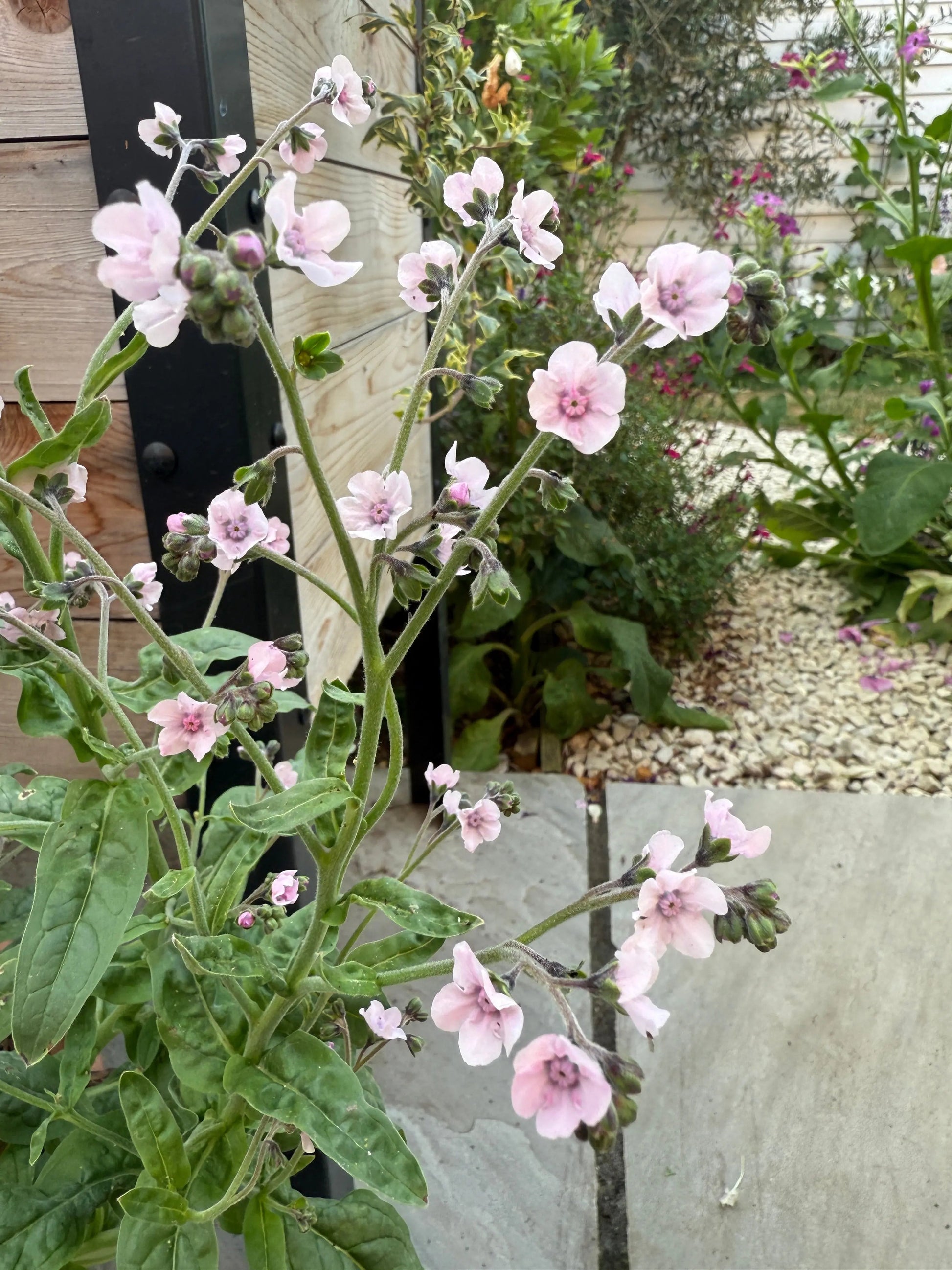 Cynoglossum Mystery Rose - REGN