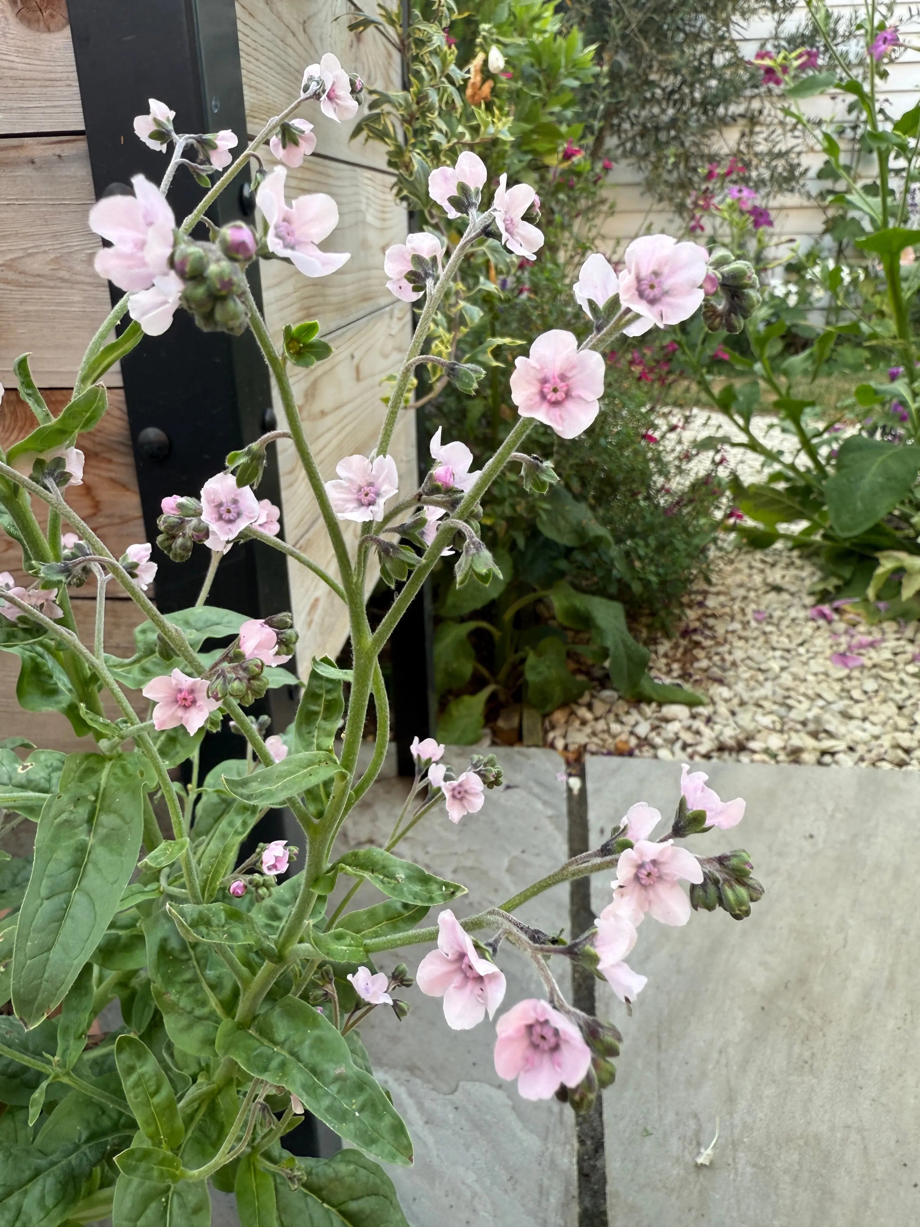 Cynoglossum Mystery Rose - REGN