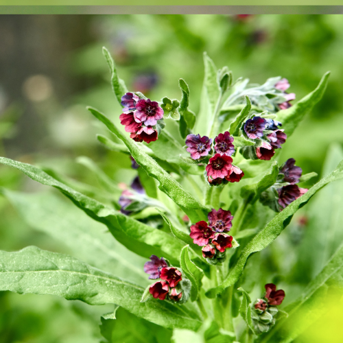 Cynoglossum officinale - REGN