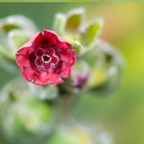 Cynoglossum officinale - REGN