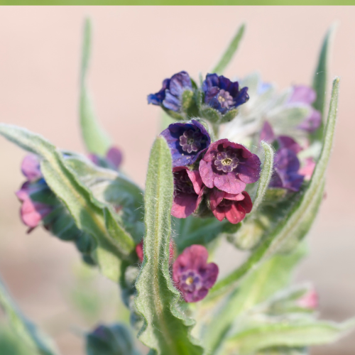 Cynoglossum officinale - REGN