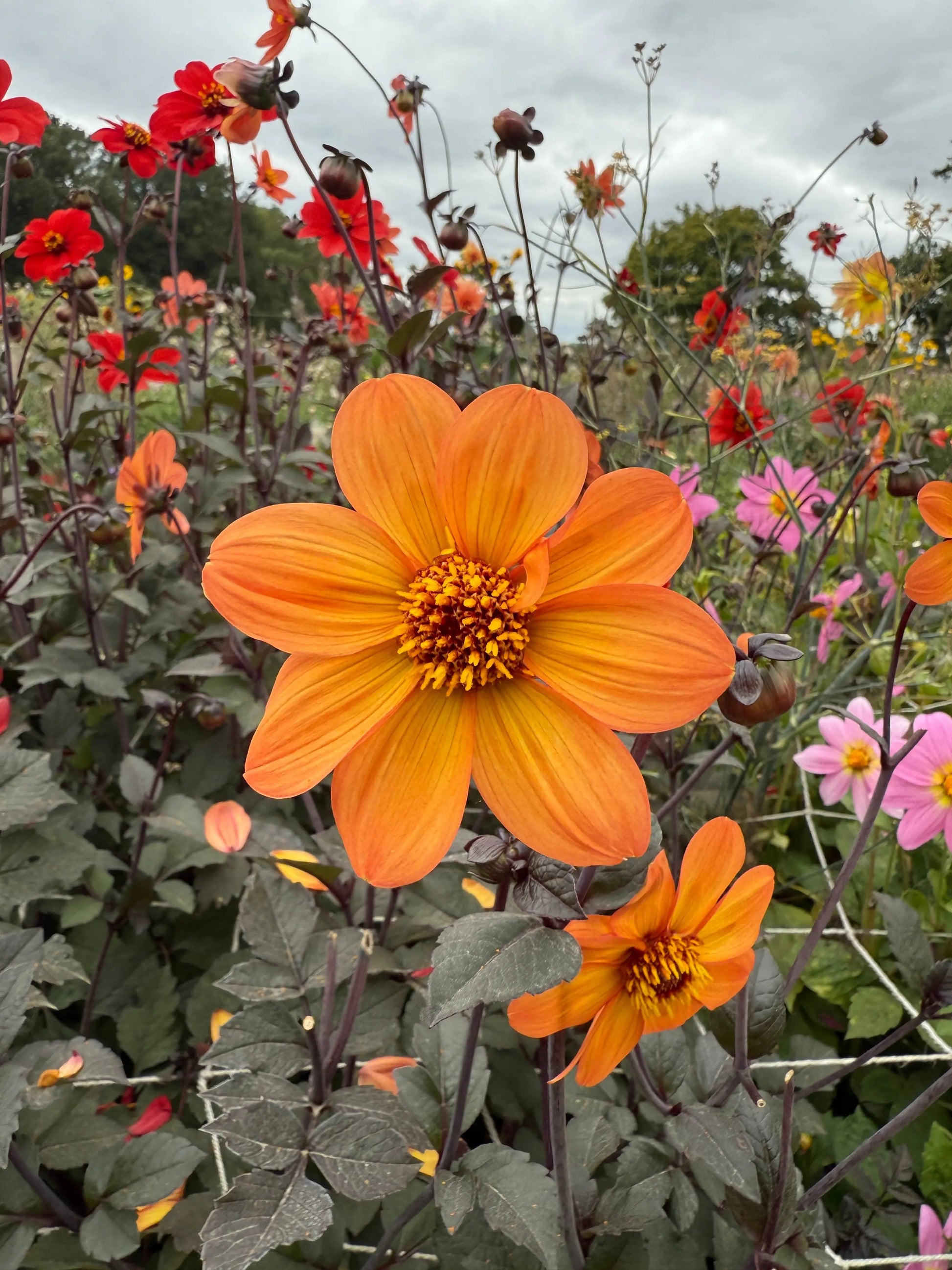 Dahlia Bishops Children Mix - REGN