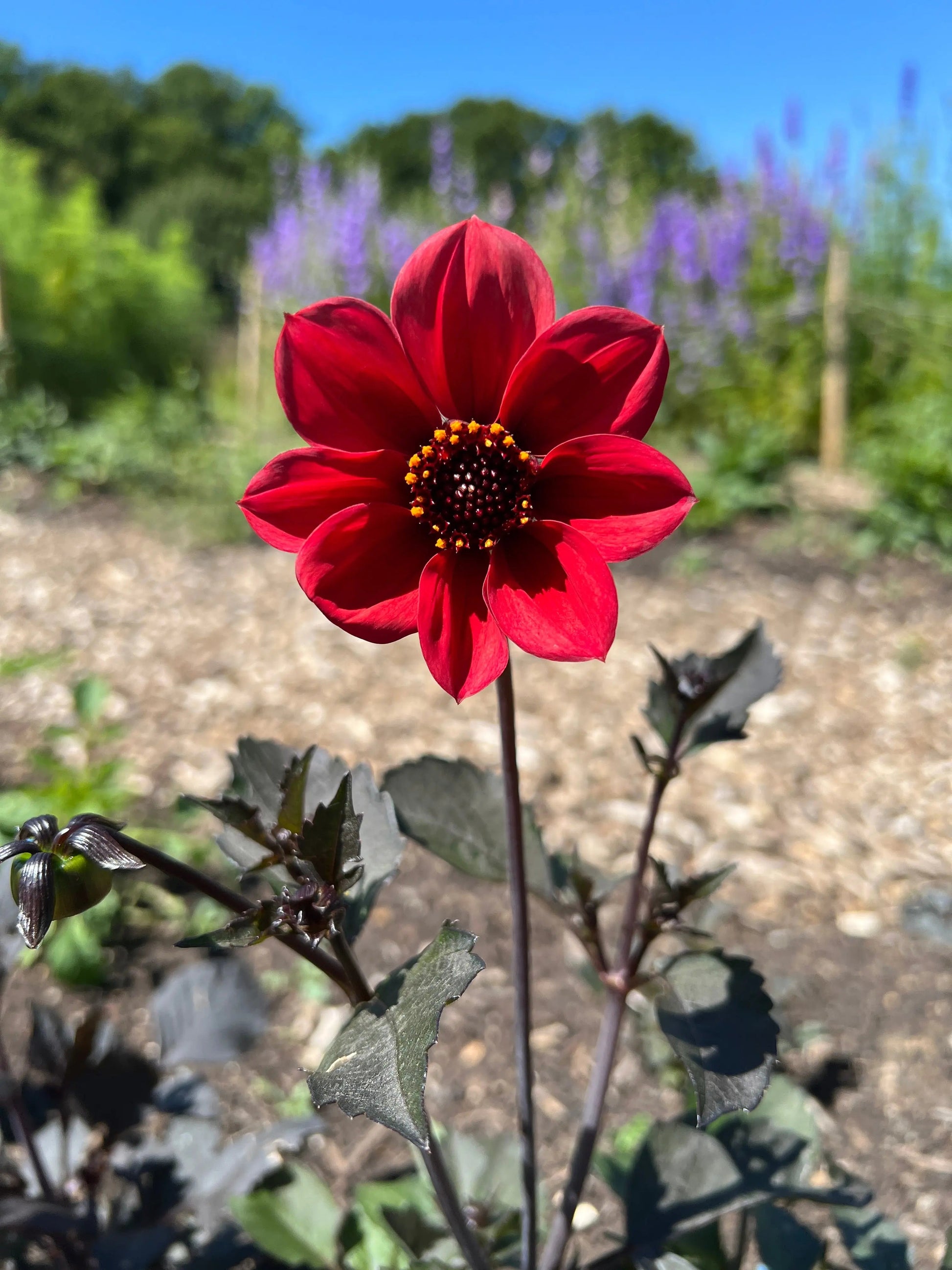 Dahlia Bishops Children Mix - REGN