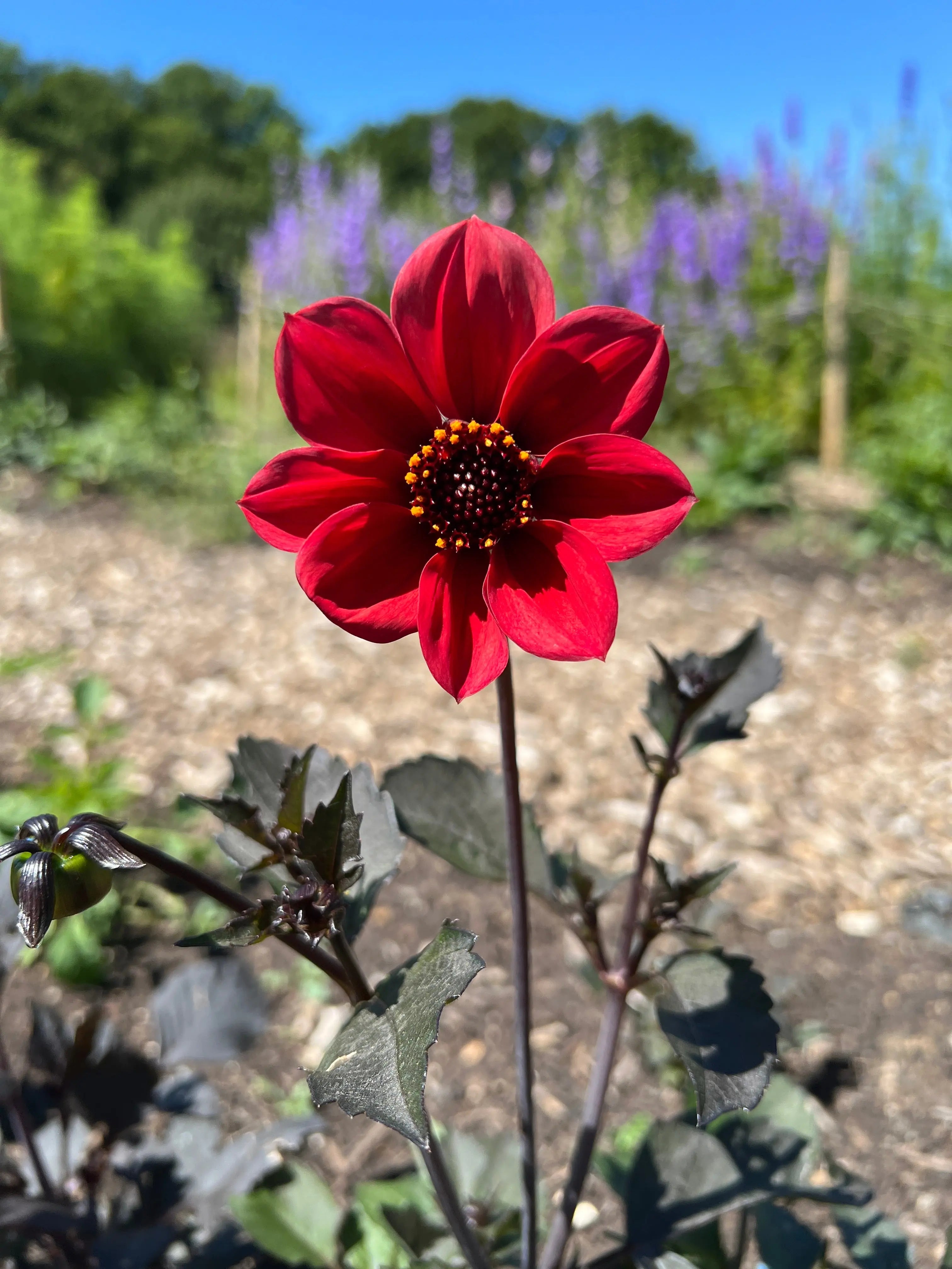 Dahlia Bishops Children Mix - REGN