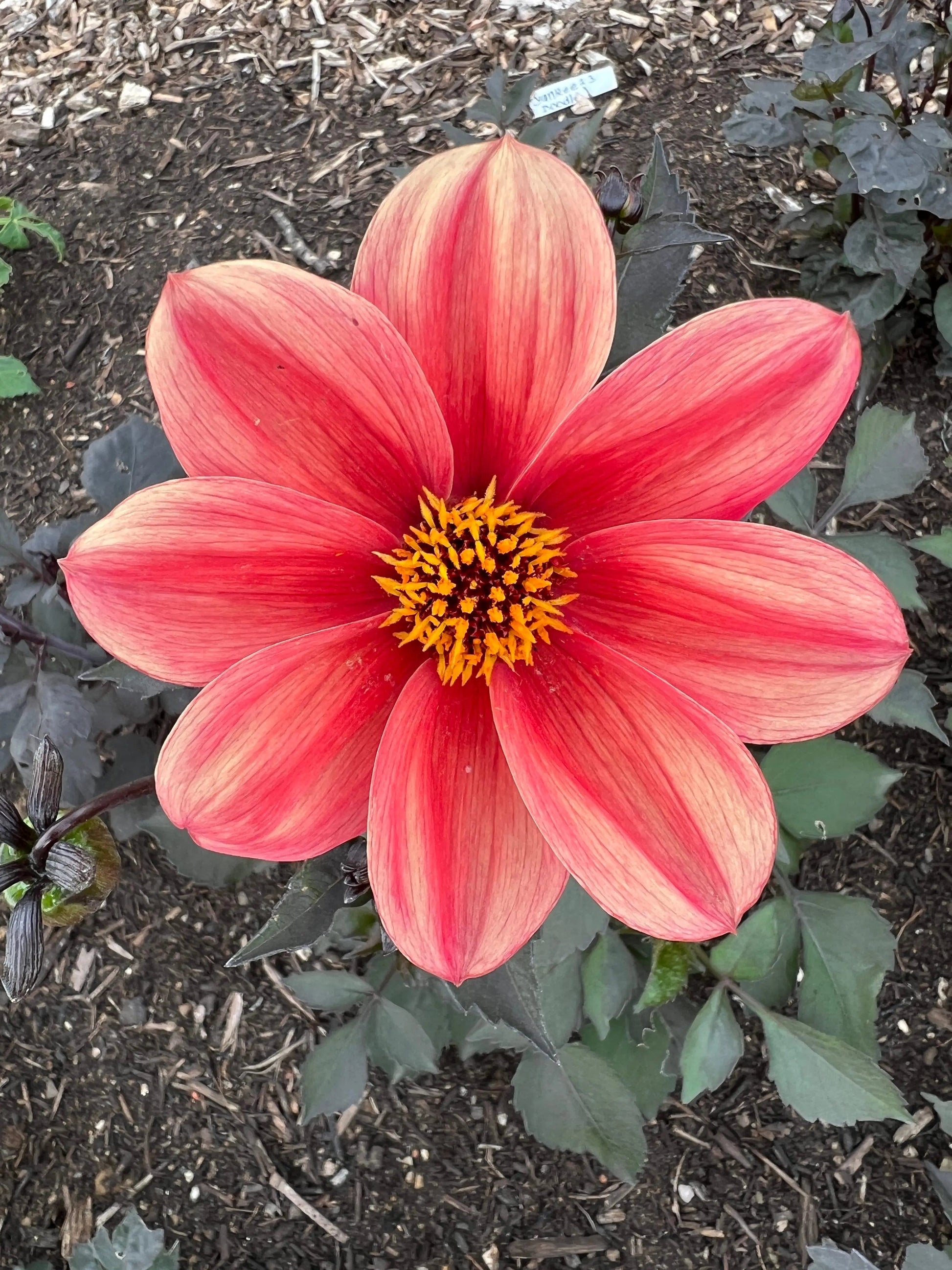 Dahlia Bishops Children Mix - REGN