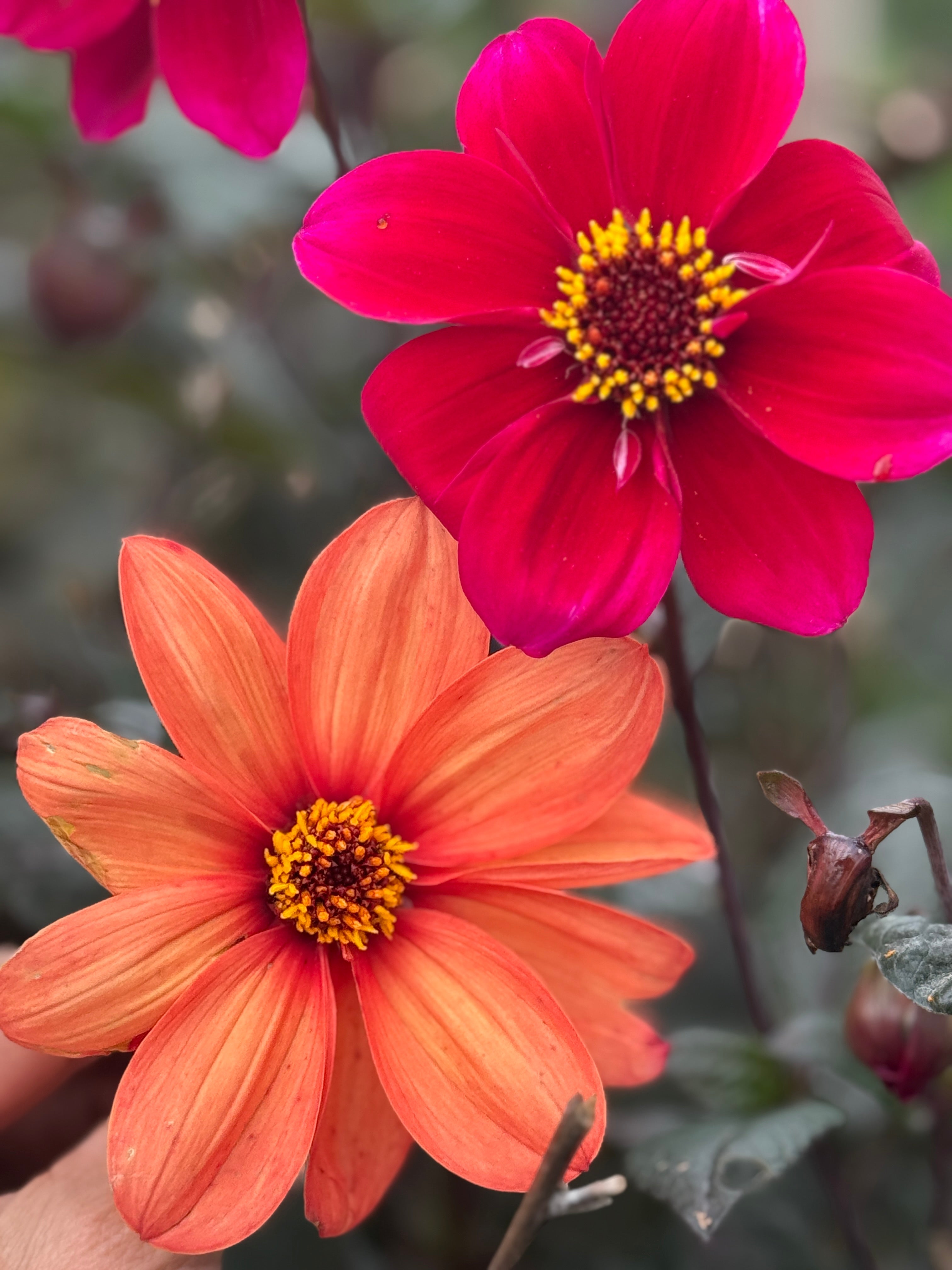 Dahlia Bishops Children Mix - REGN