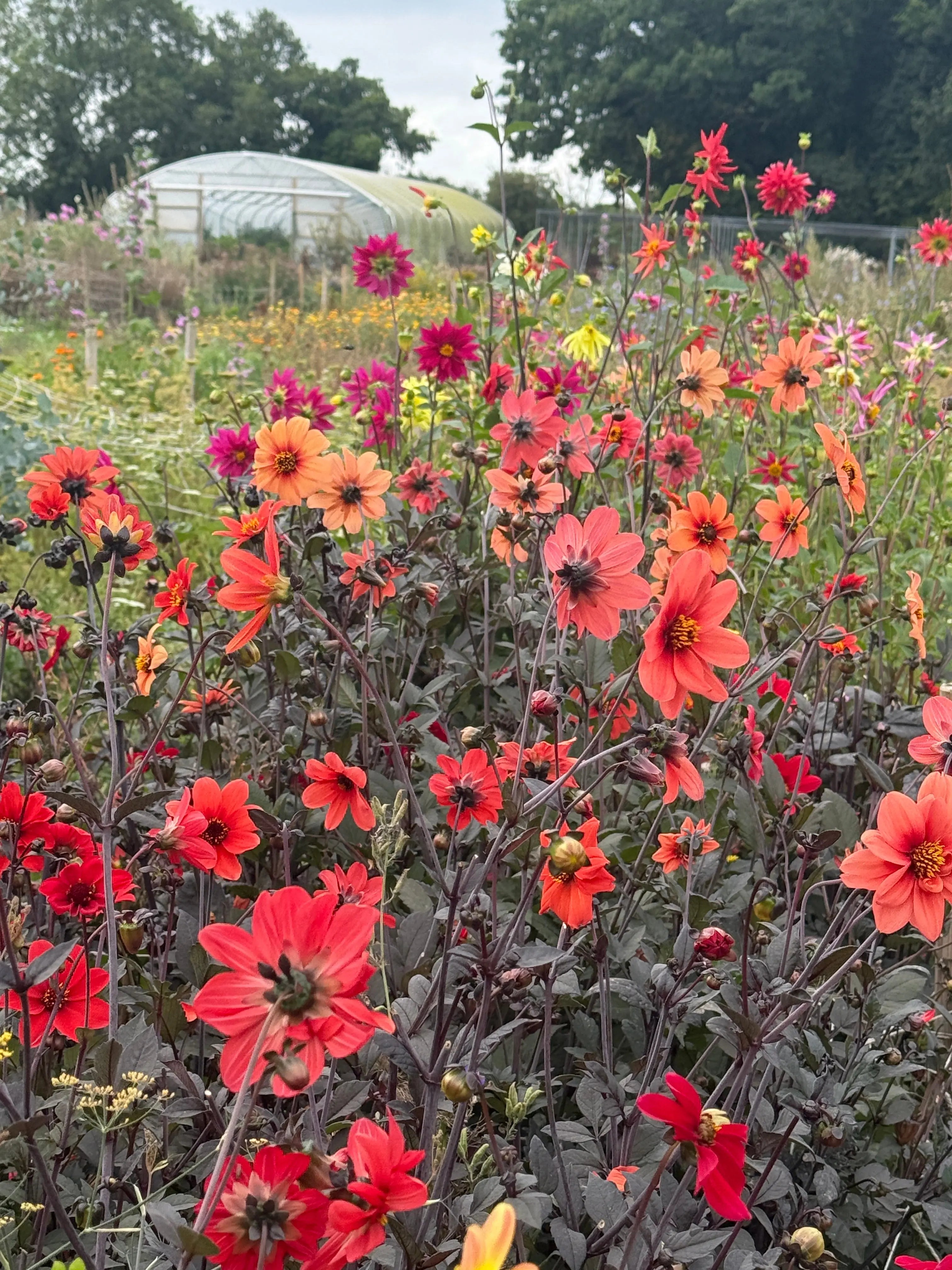Dahlia Bishops Children Mix - REGN