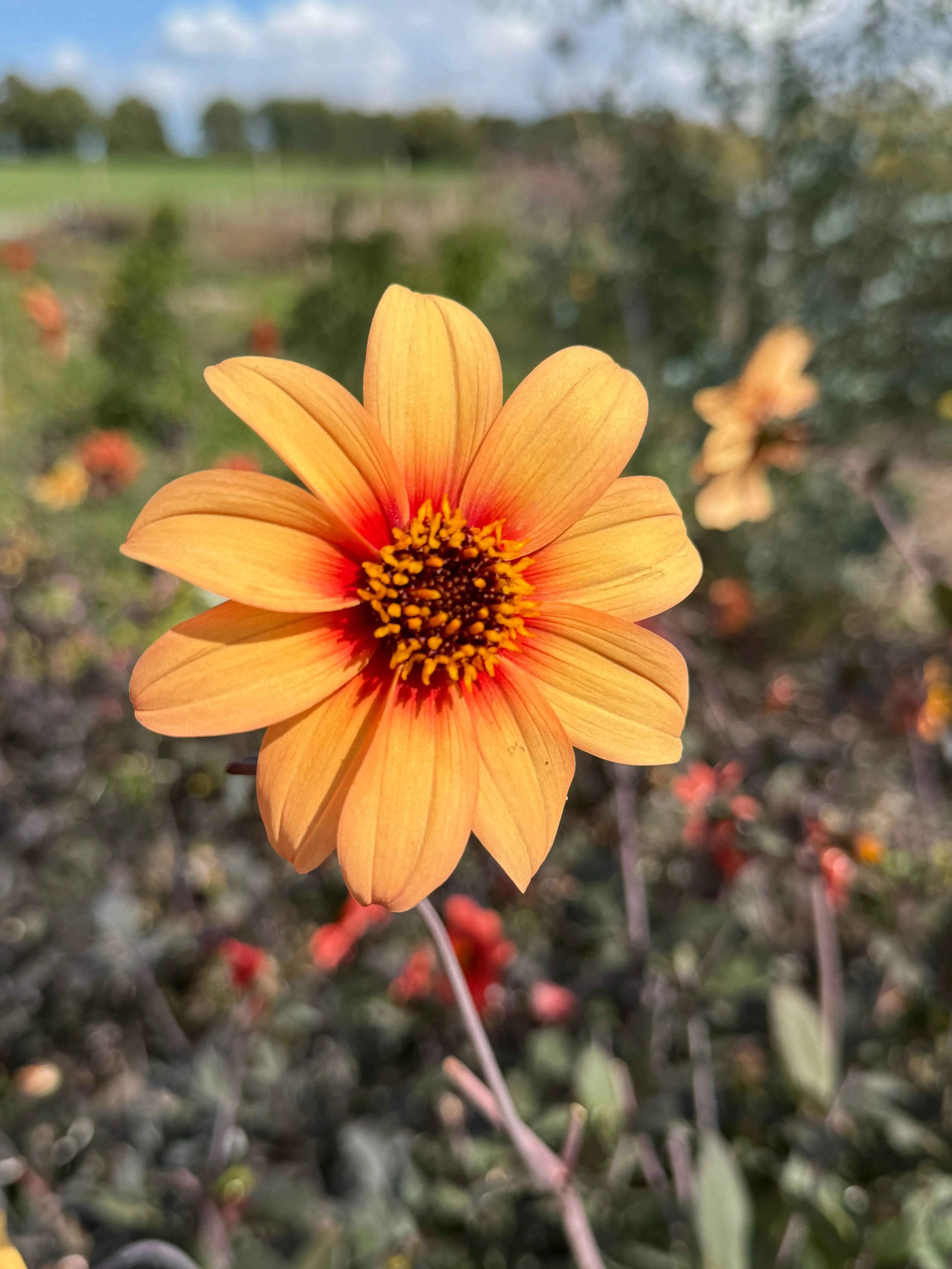 Dahlia Bishops Children Mix - REGN