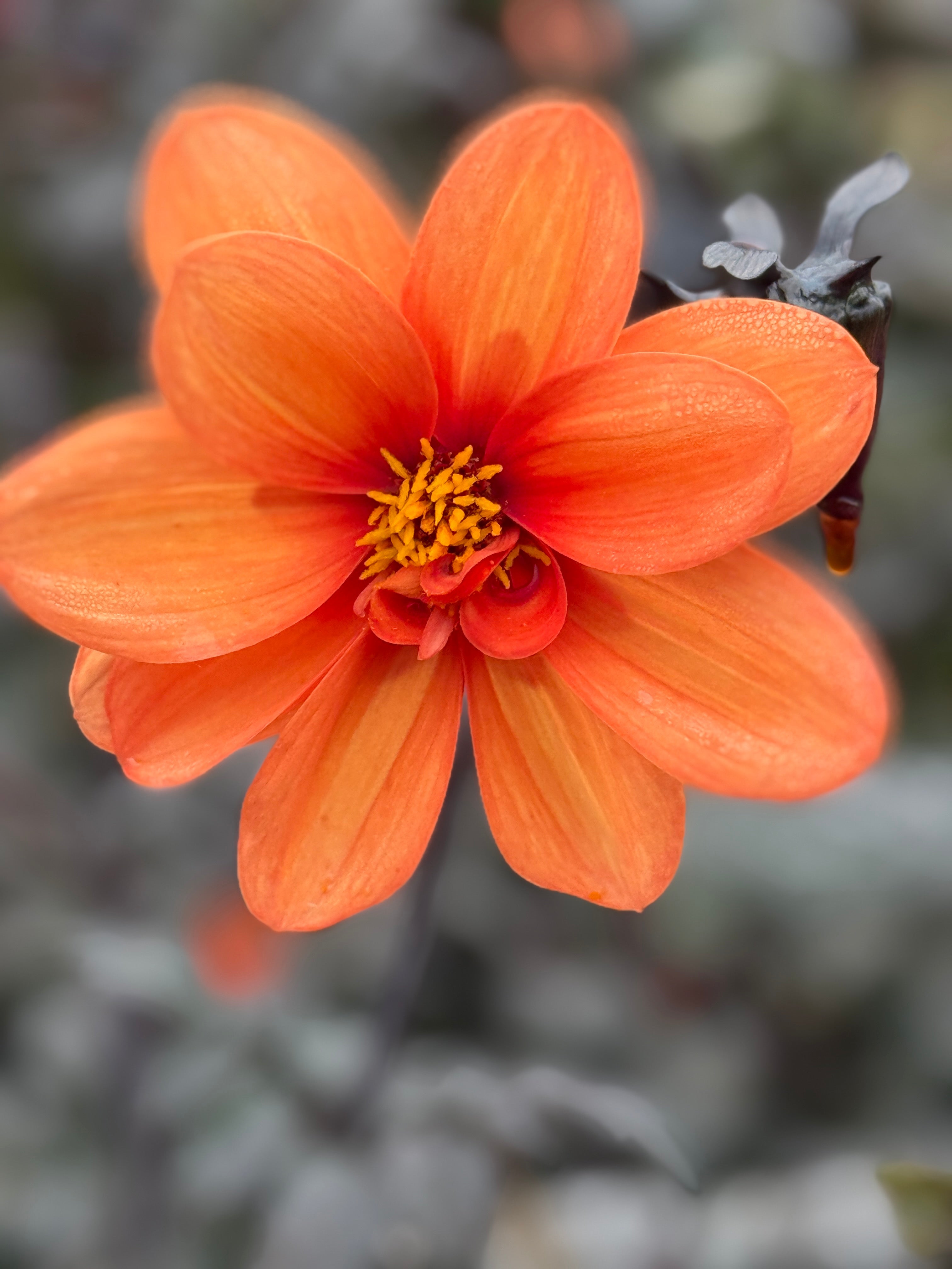 Dahlia Bishops Children Mix - REGN