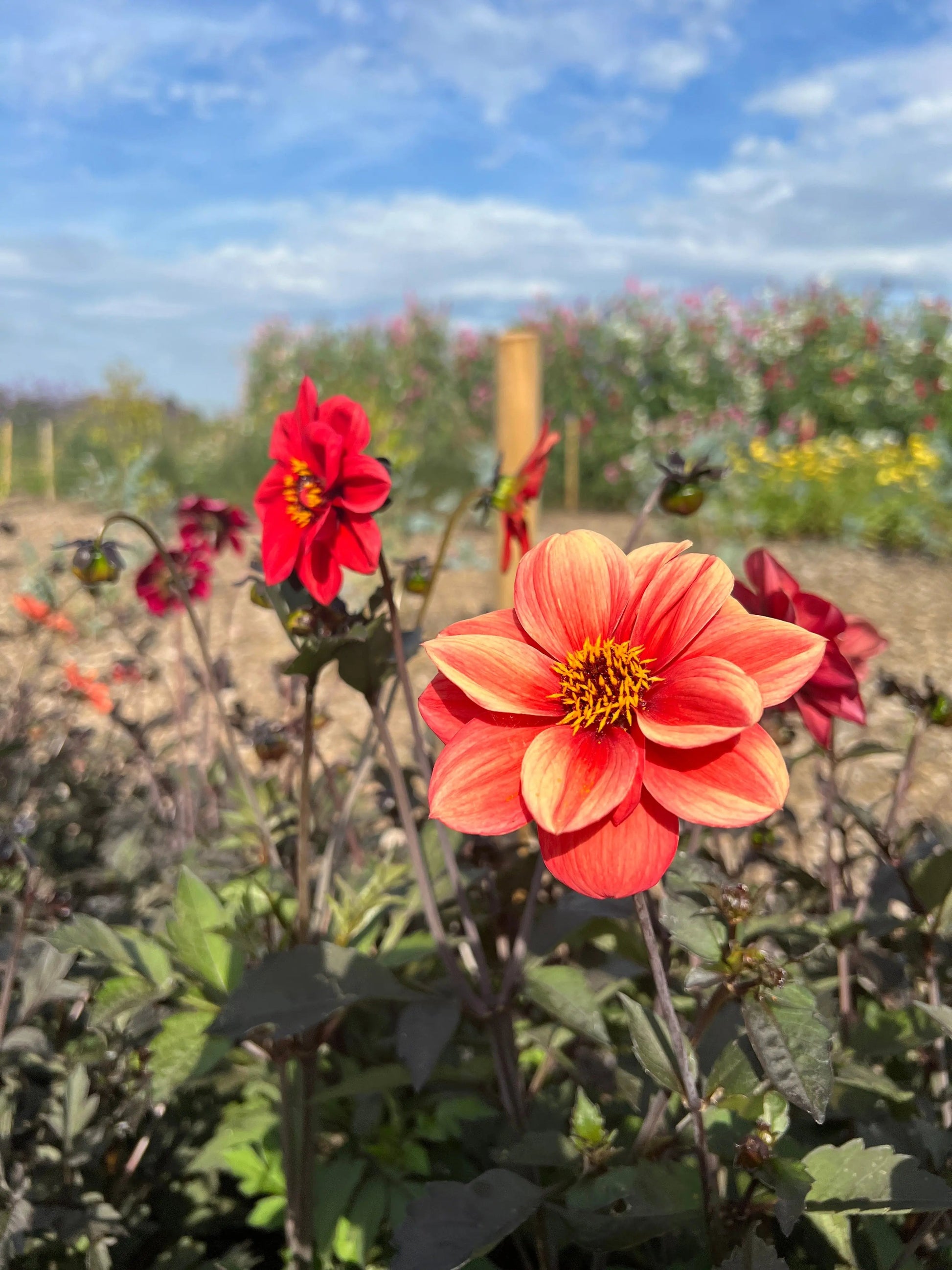 Dahlia Bishops Children Mix - REGN