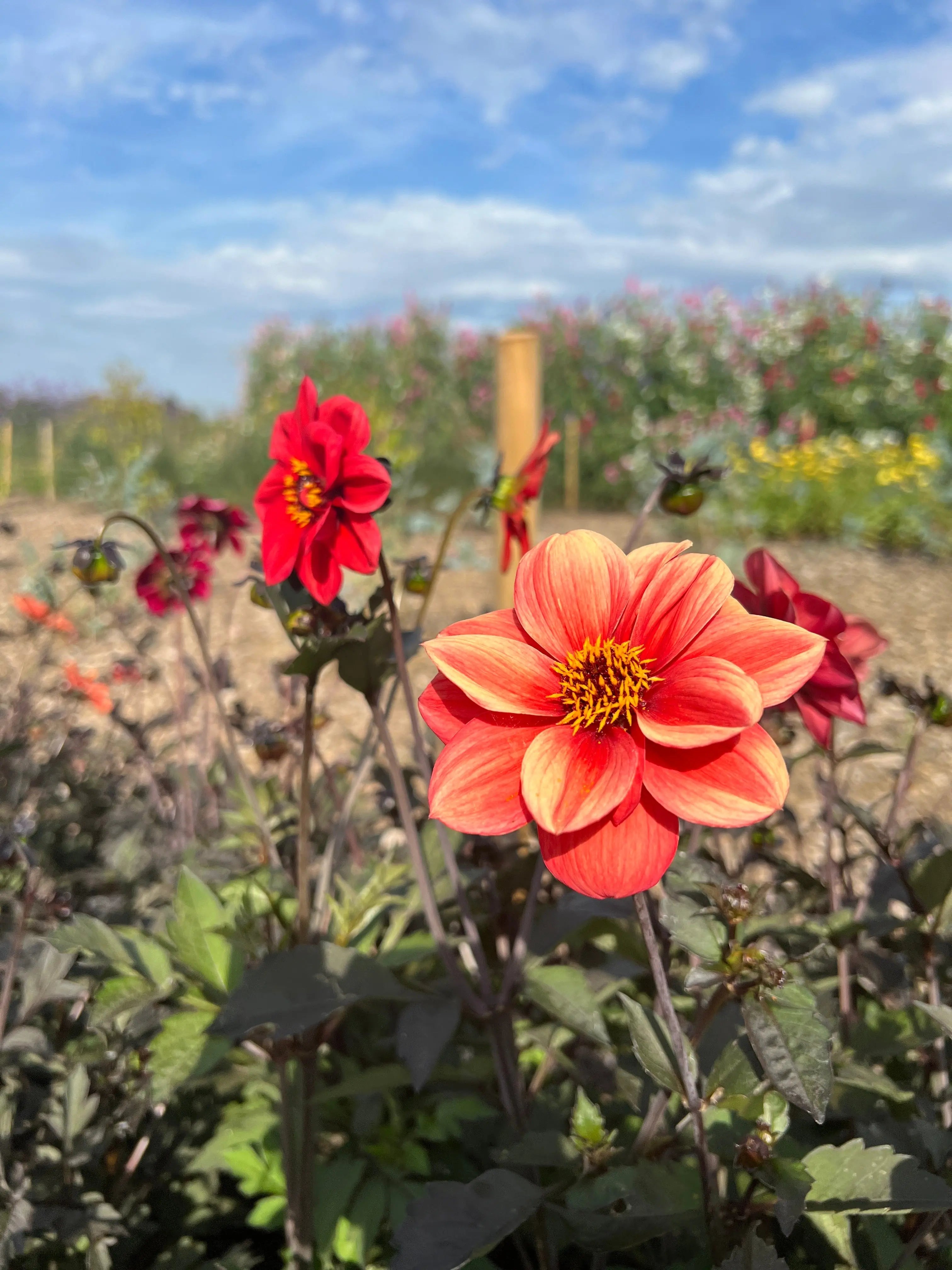 Dahlia Bishops Children Mix - REGN