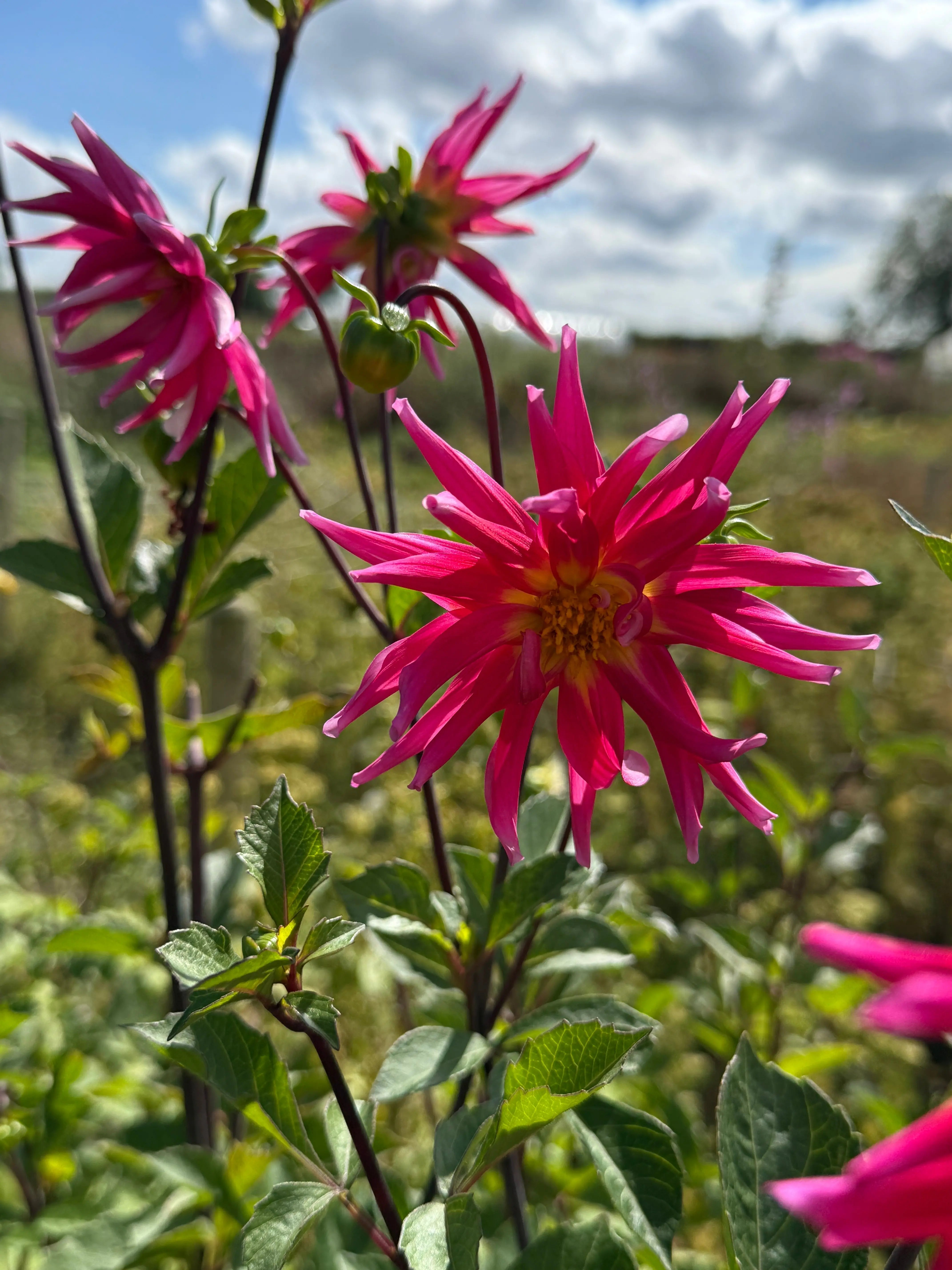 Dahlia Cactus Mixed - REGN