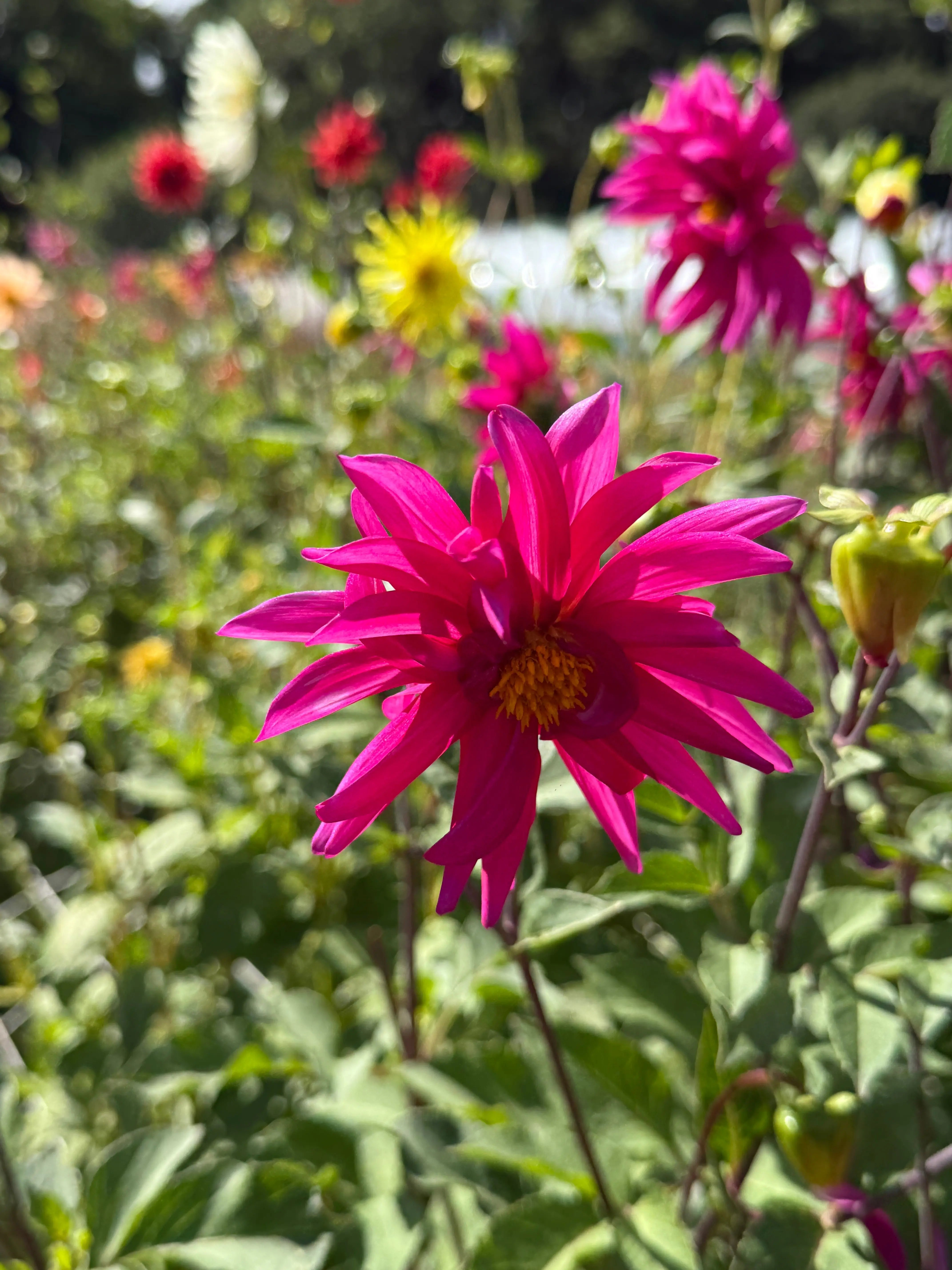 Dahlia Cactus Mixed - REGN