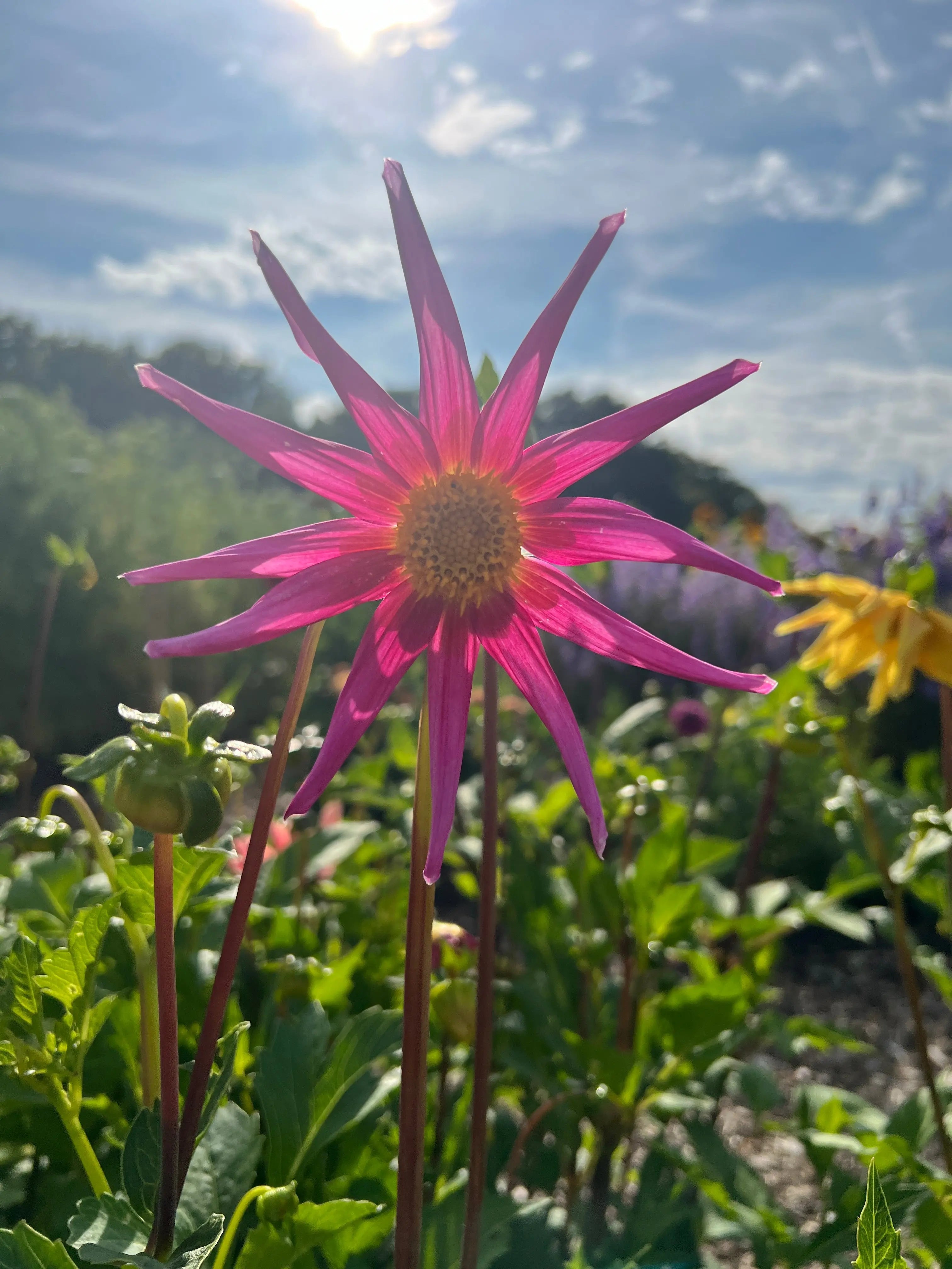 Dahlia Cactus Mixed - REGN