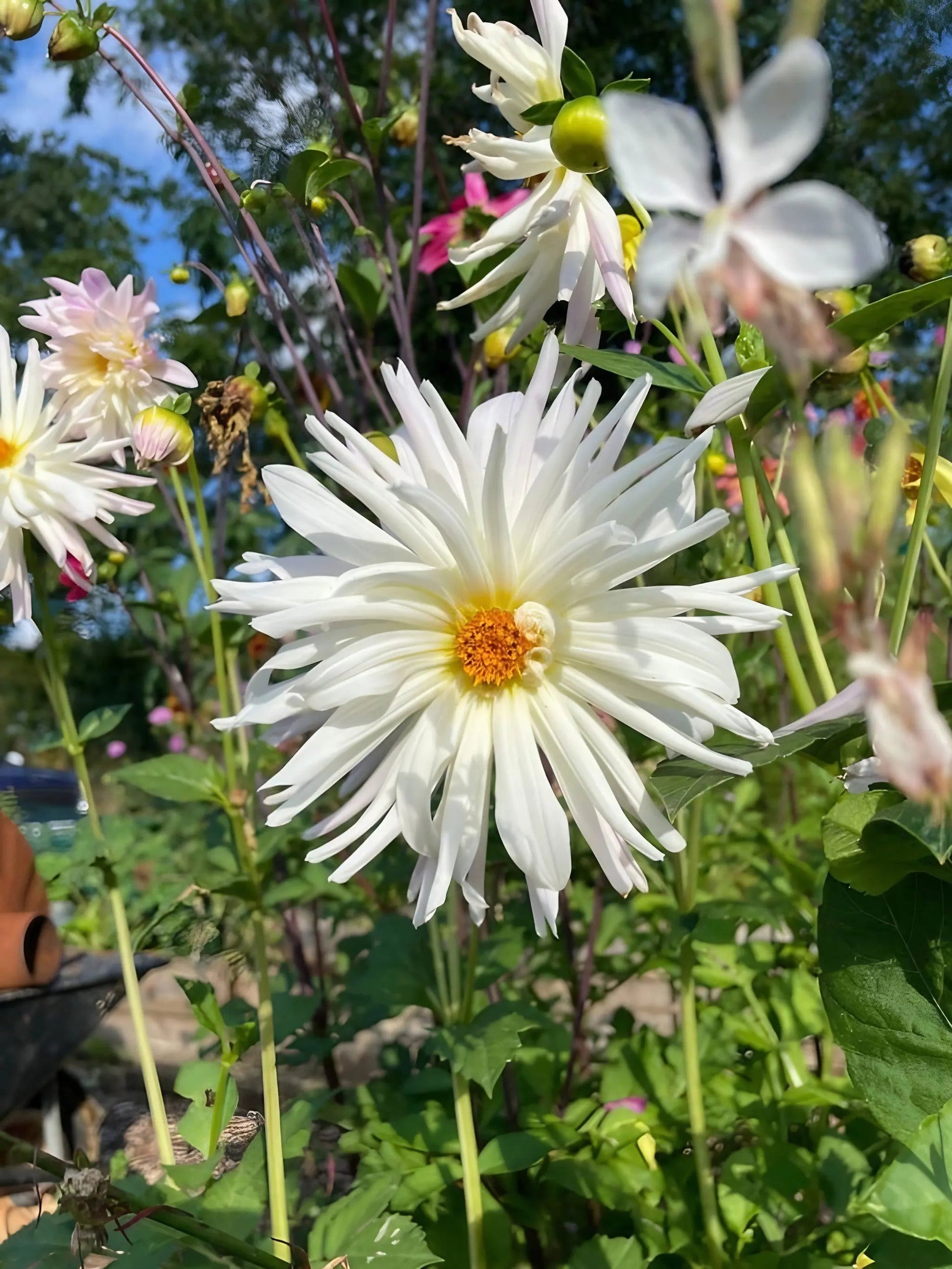 Dahlia Cactus Mixed - REGN