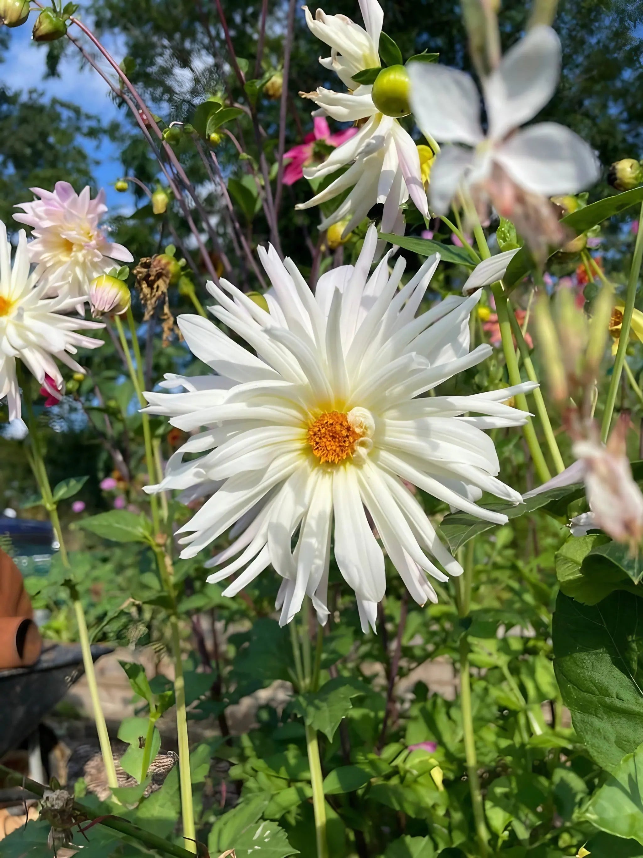 Dahlia Cactus Mixed - REGN