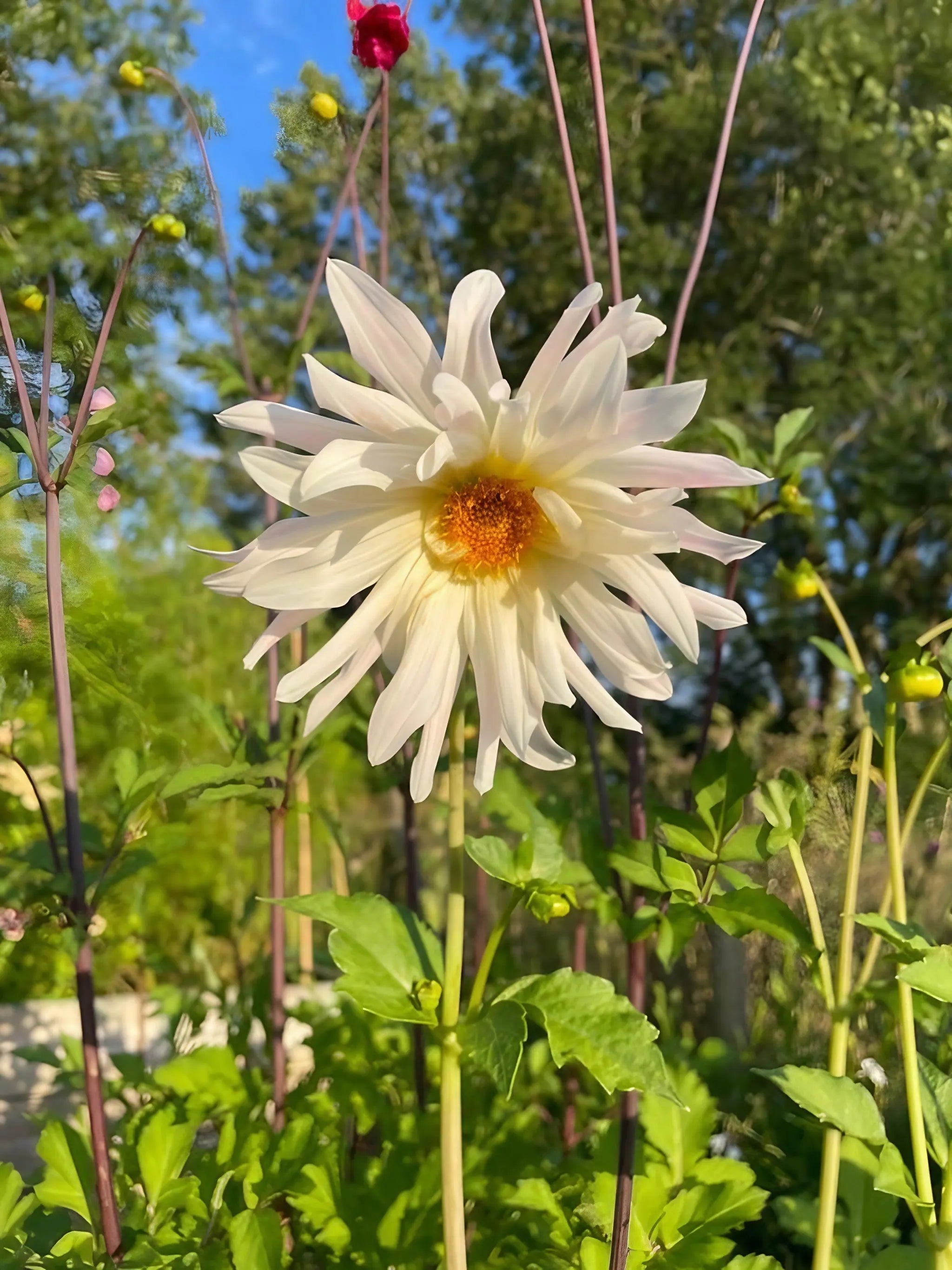 Dahlia Cactus Mixed - REGN